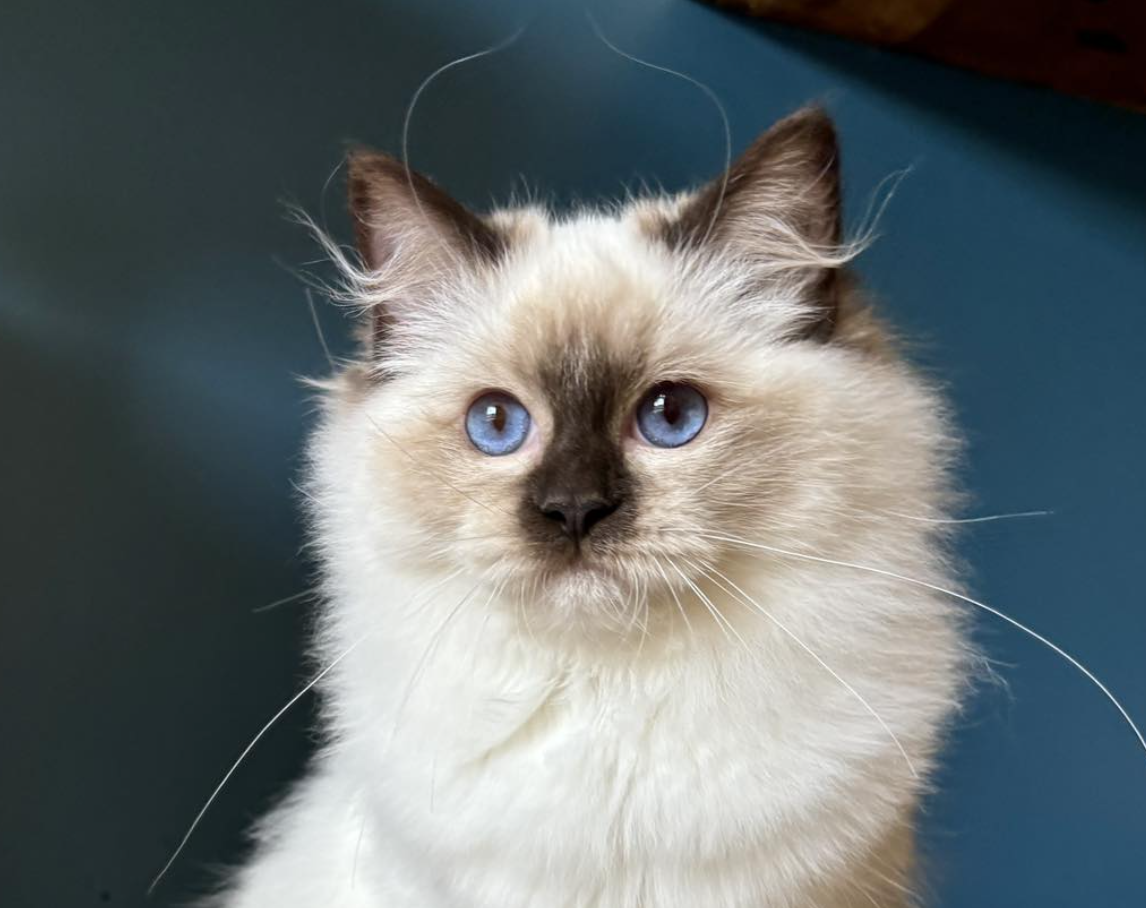 Victoria de Pinarelle