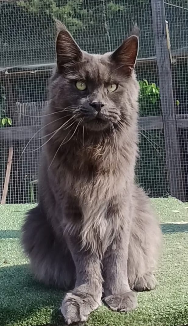 VINCENT DE LA CHISPA