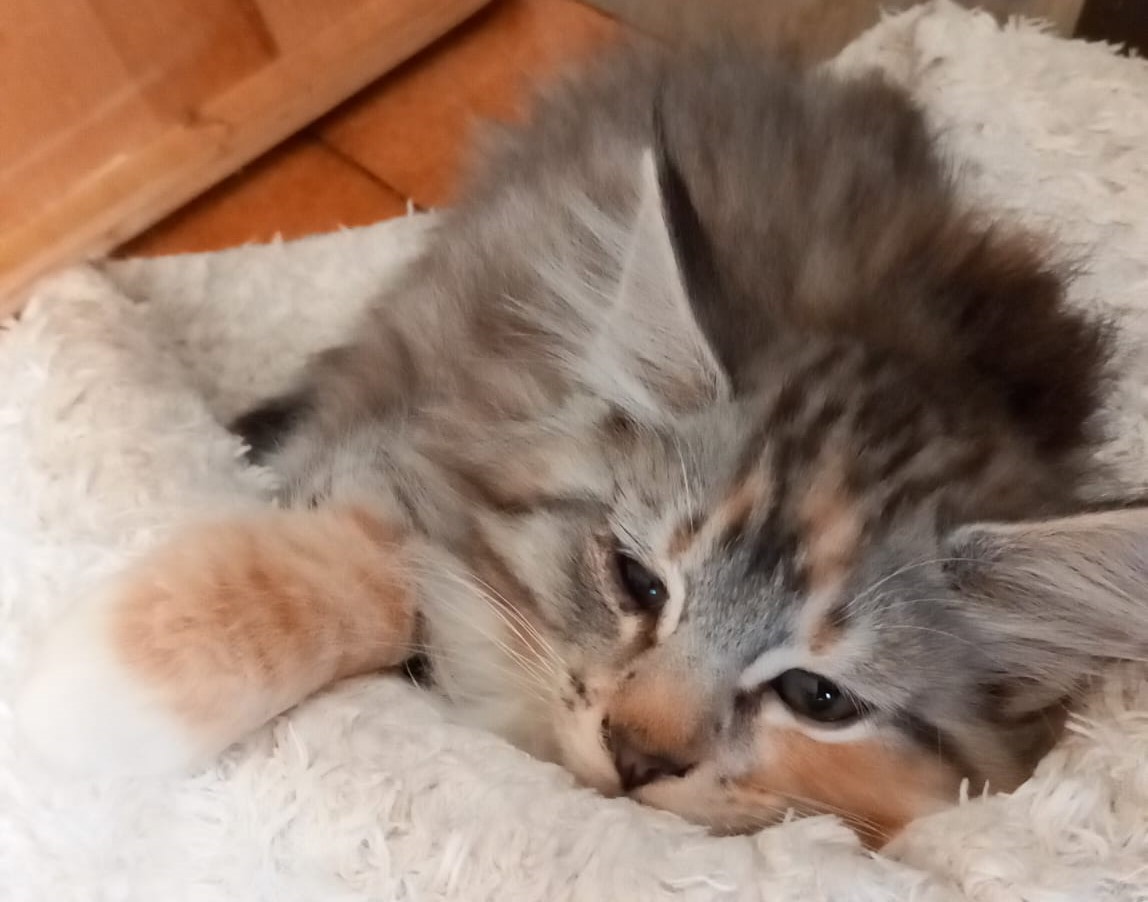 Wednesday dei Gatti Vikinghi