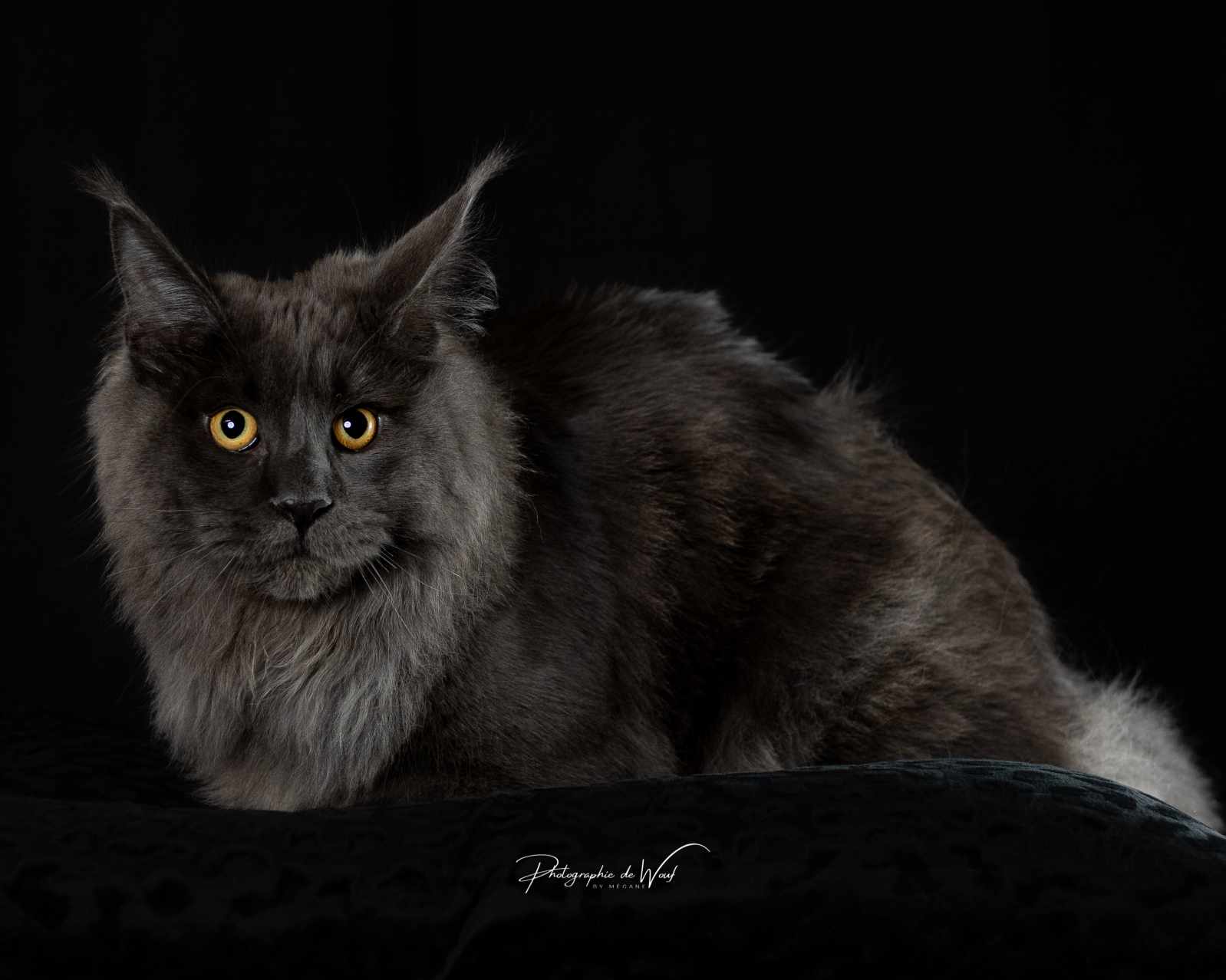 WCH. YCARE DE BELLA LUNA DES COONS