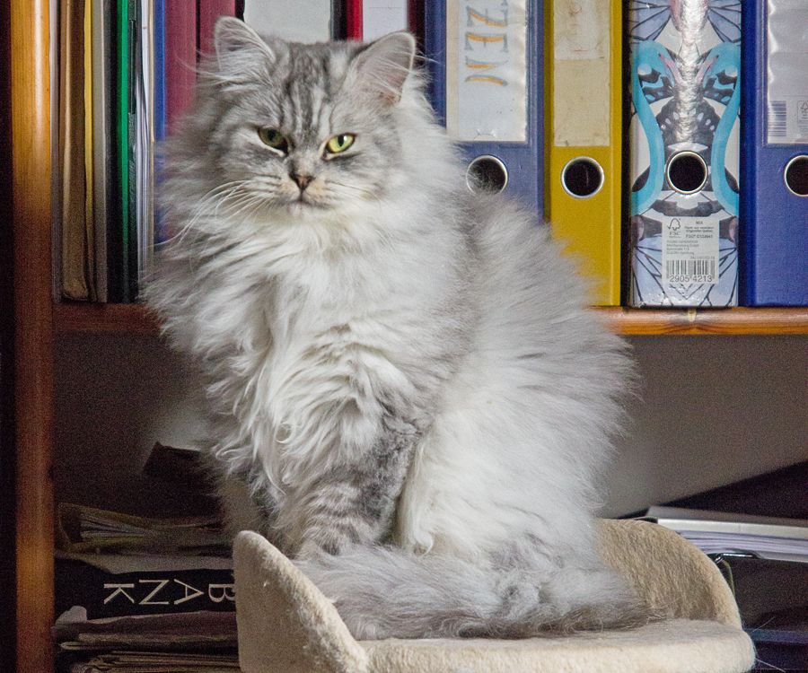 CH. Yoshimi von Sinthari