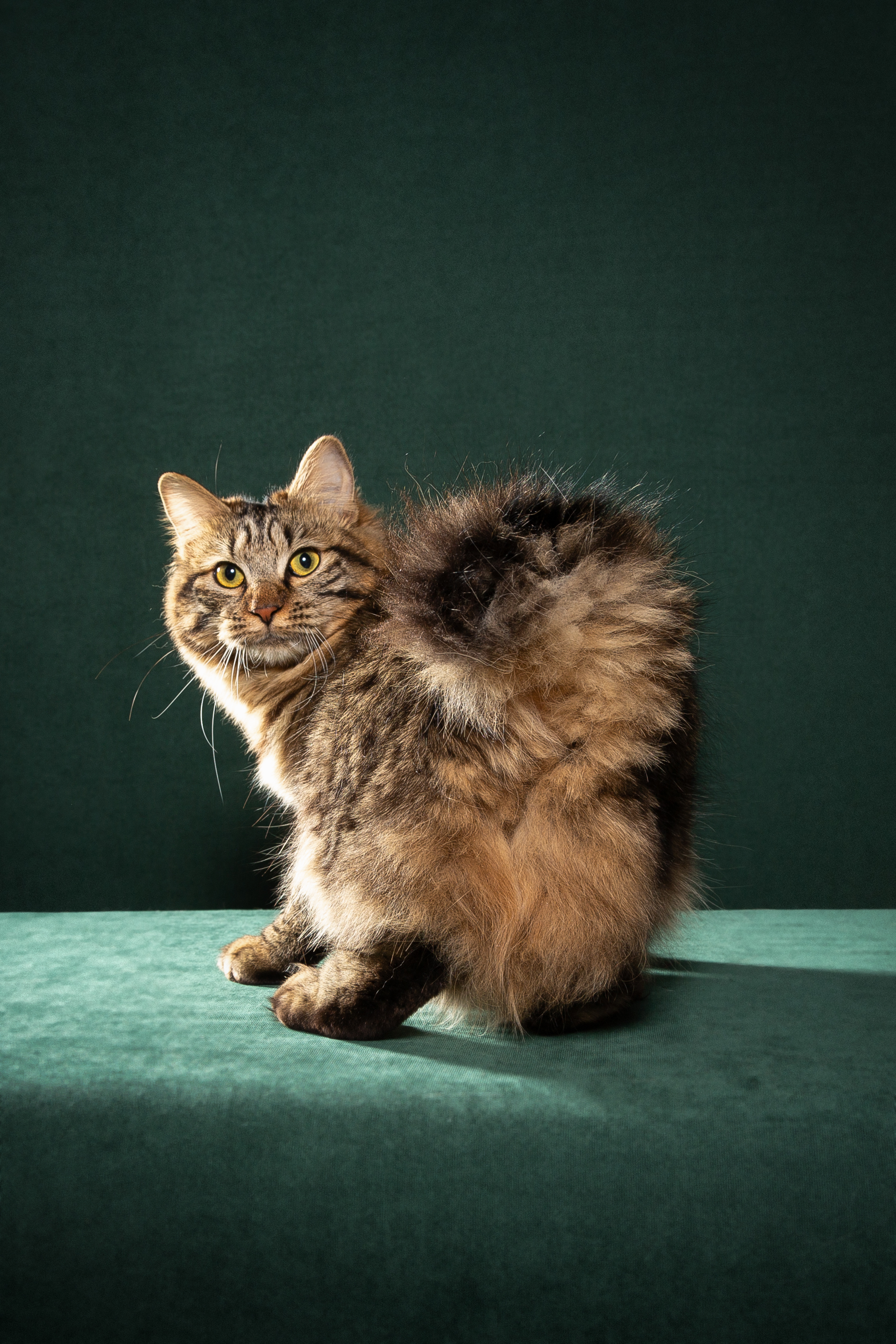 KCH. Zinoviya Tame Lynx