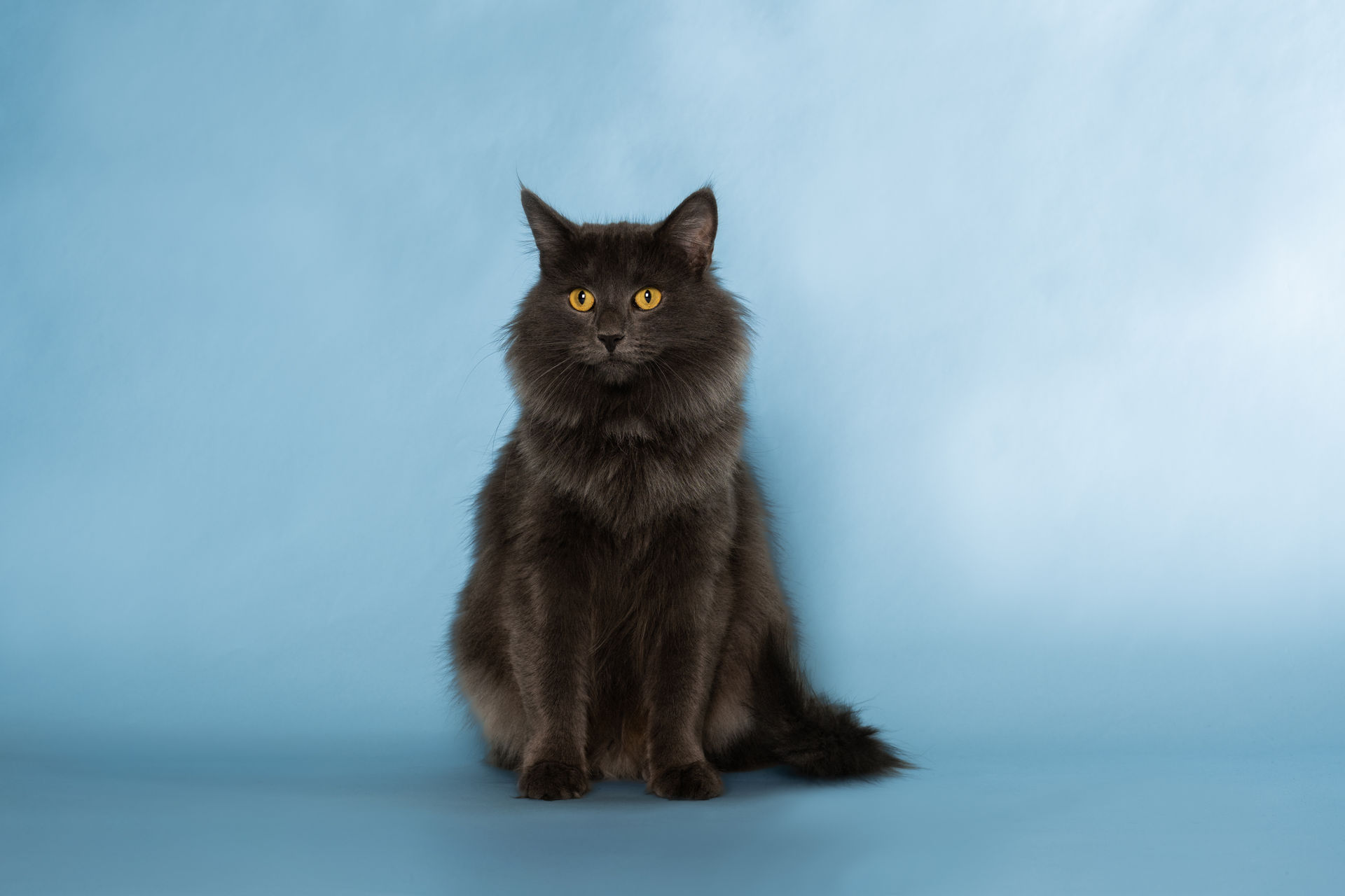 GECH. Lady Greystoke Valleverde