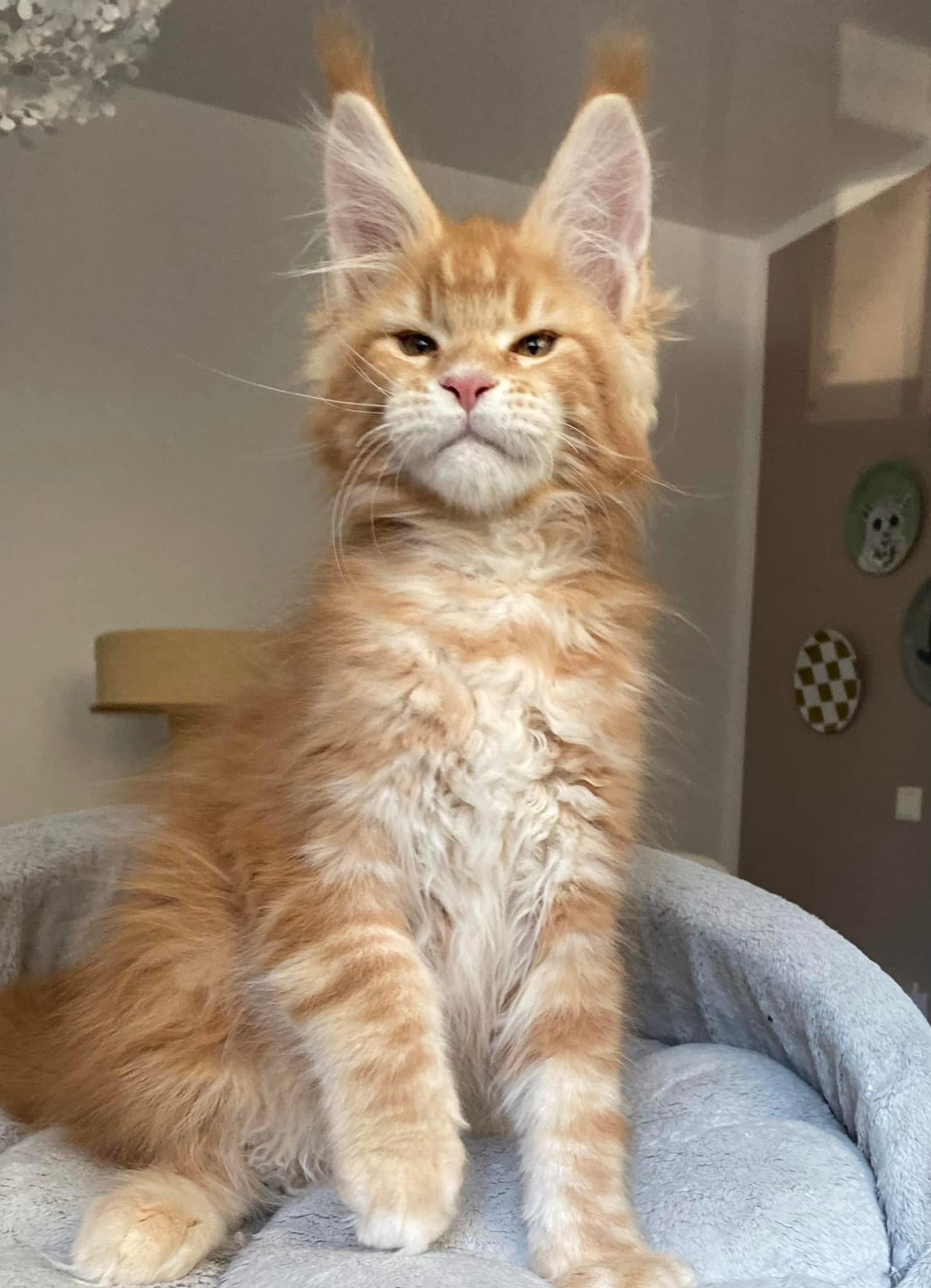 KPR. Big Giants Resort's Zadok