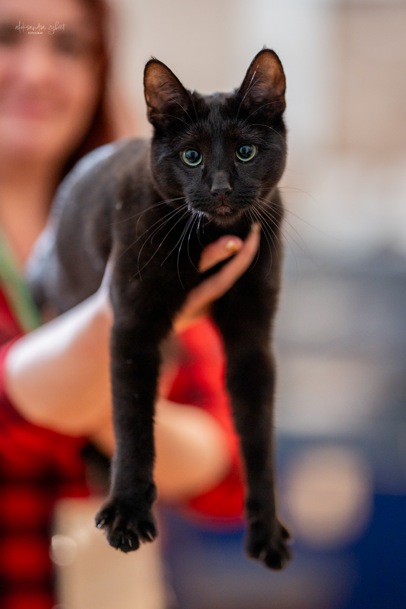 GECH. Sithee Full of Marmite Kisses