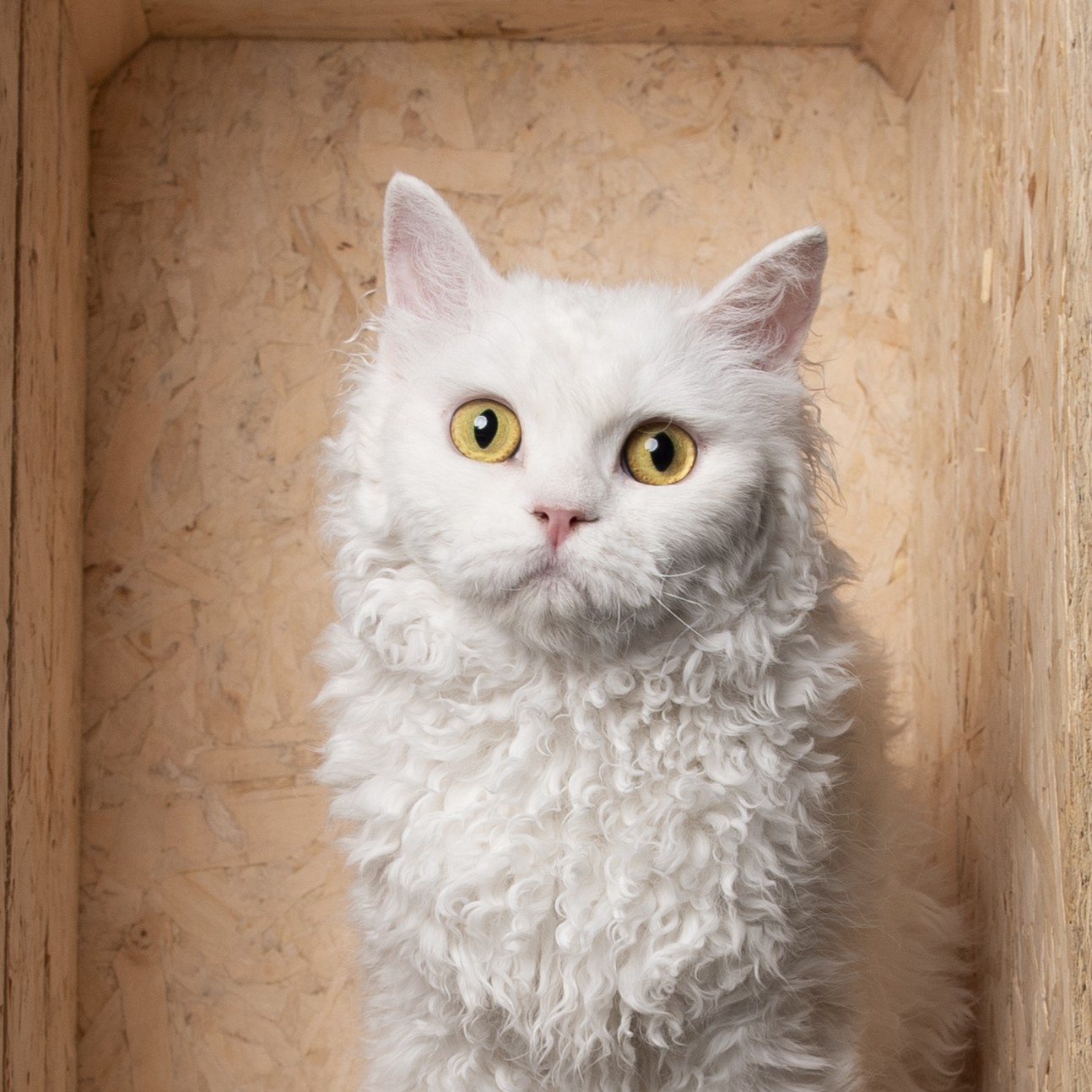 GICH. Vanikoro DES FUROLES D'AJOL