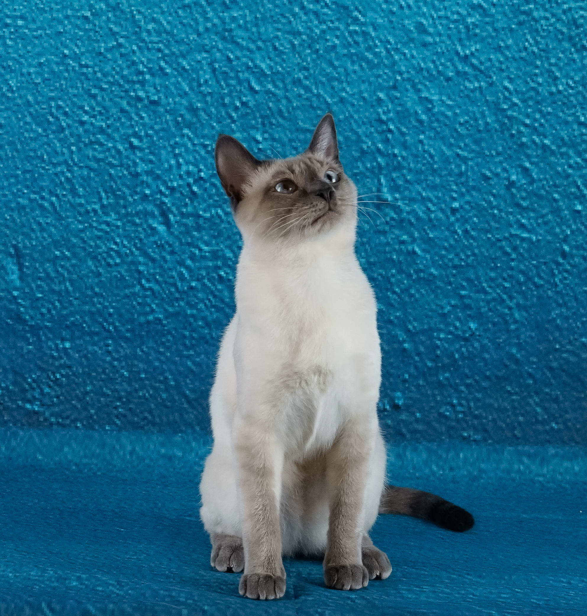 Silver Bijou*PL