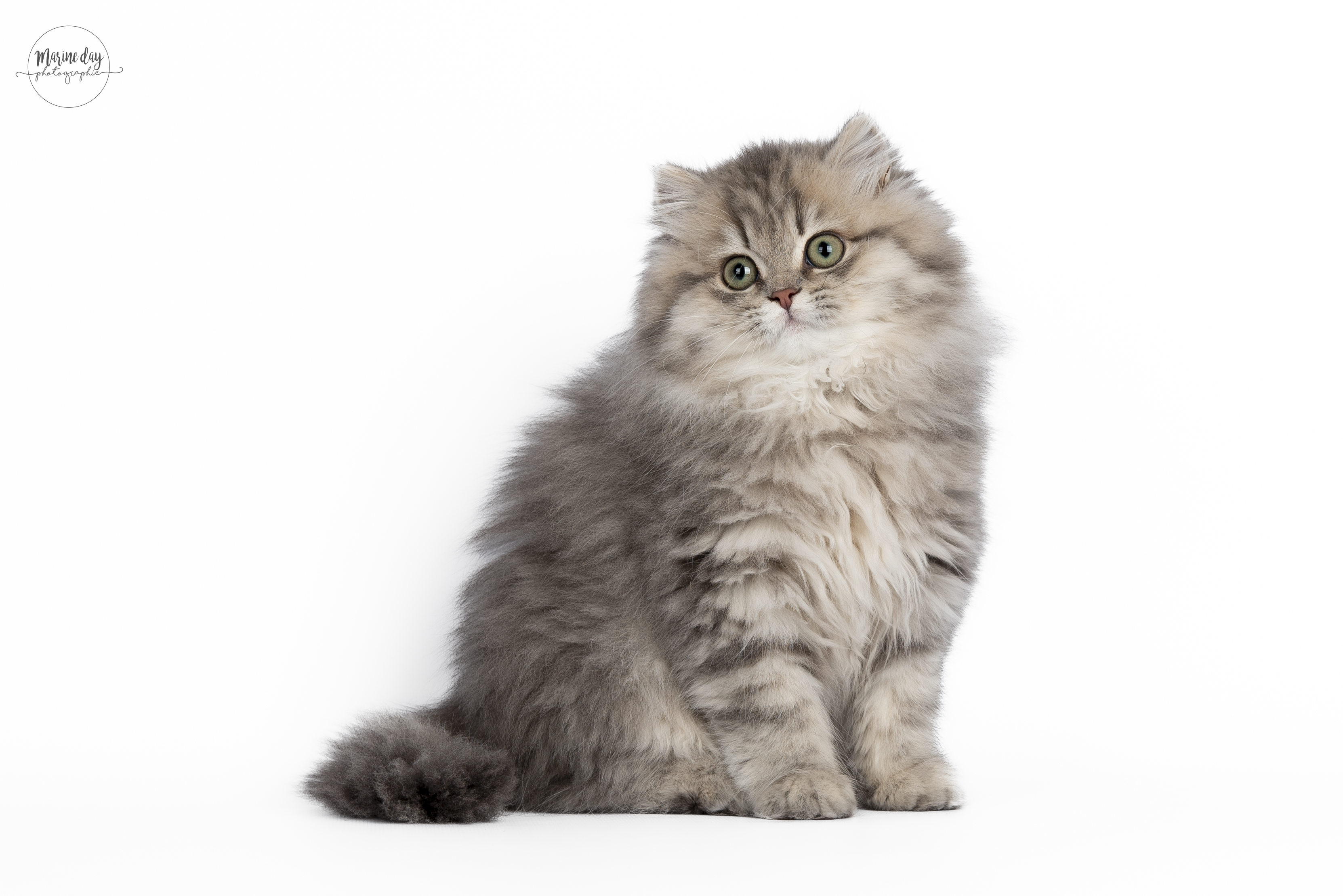 Yakenda des Britishs du Duc Rond-Rond