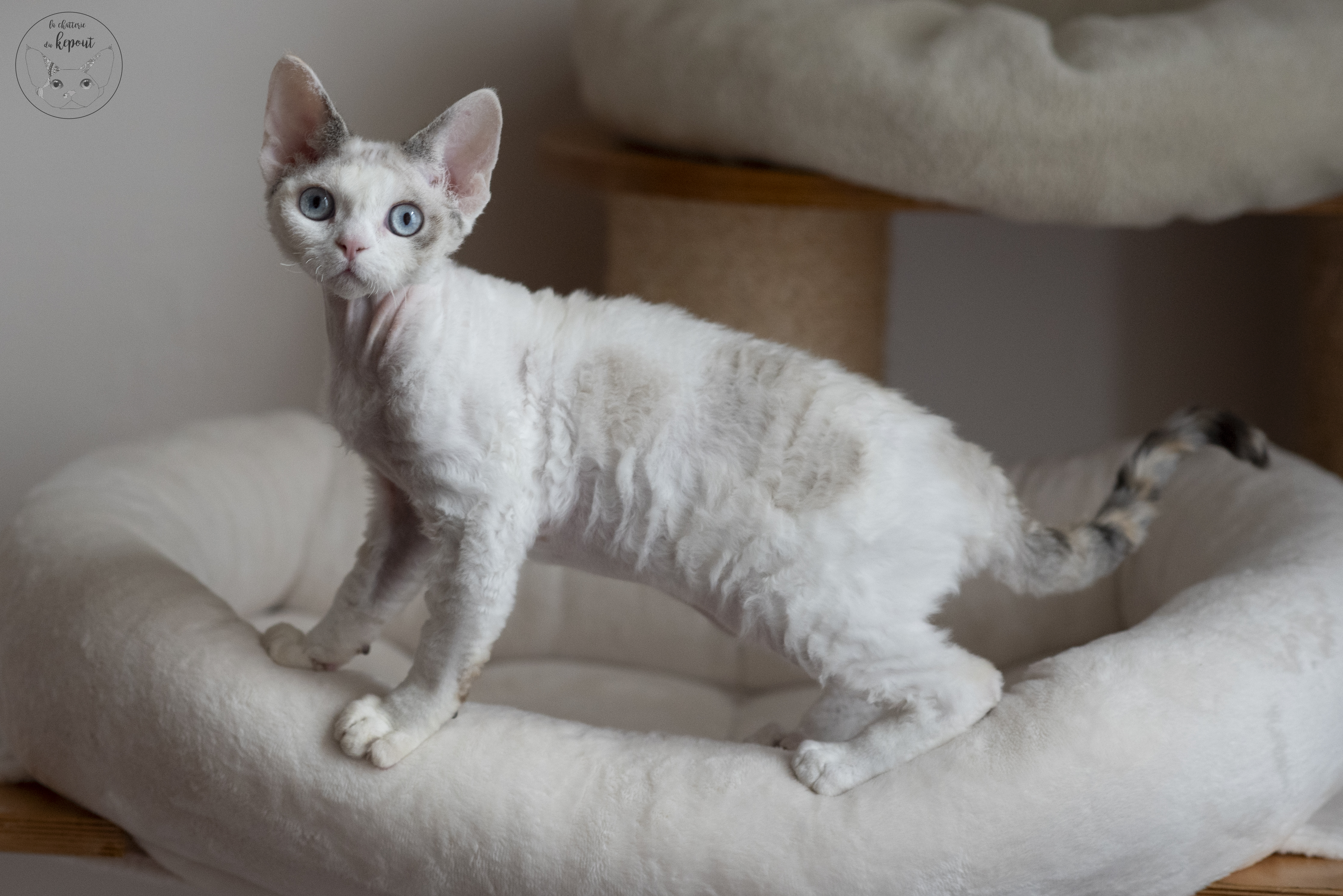 KCH. Yoko Ono du Kepout