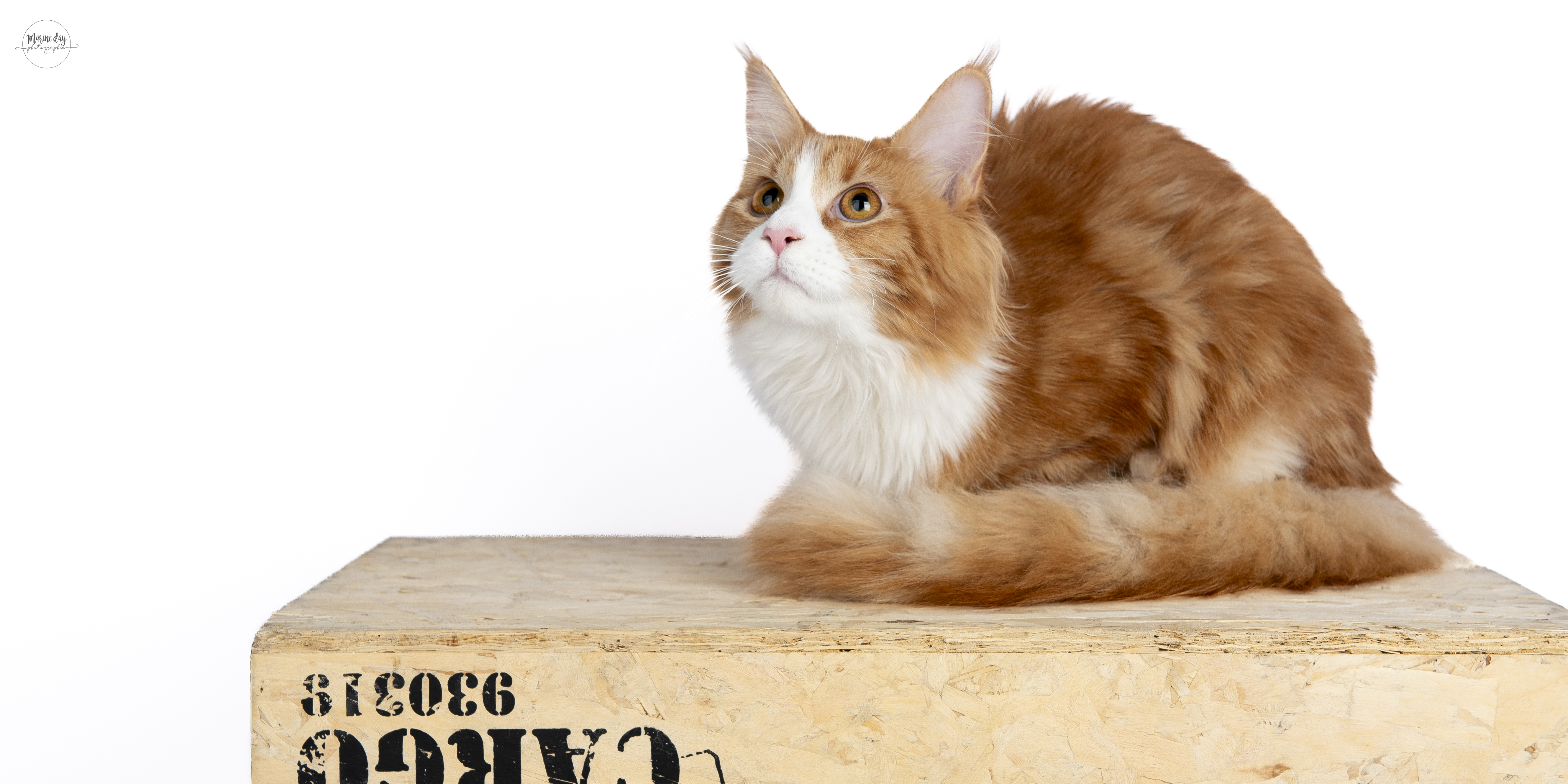 GECH. Ughette Des Bons Gros Géants