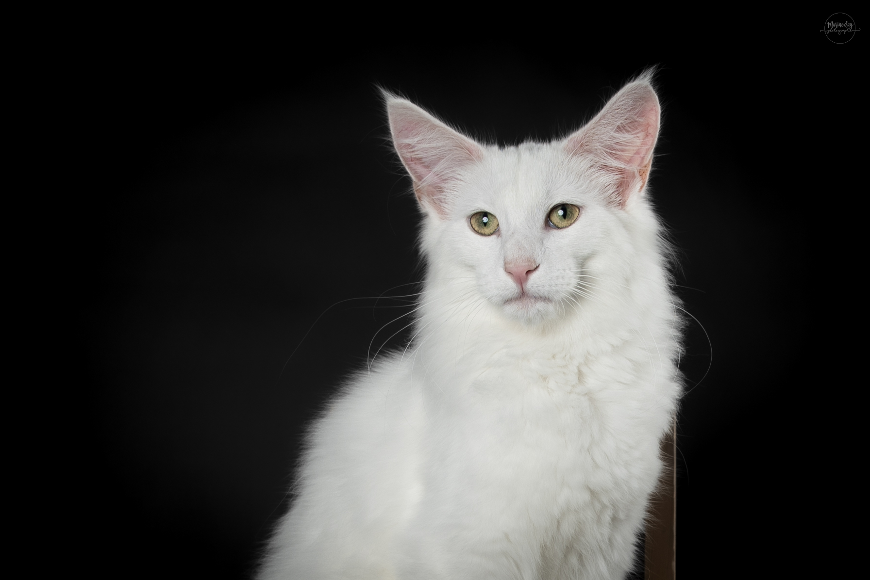 ECH. Paco Del Regnodoro