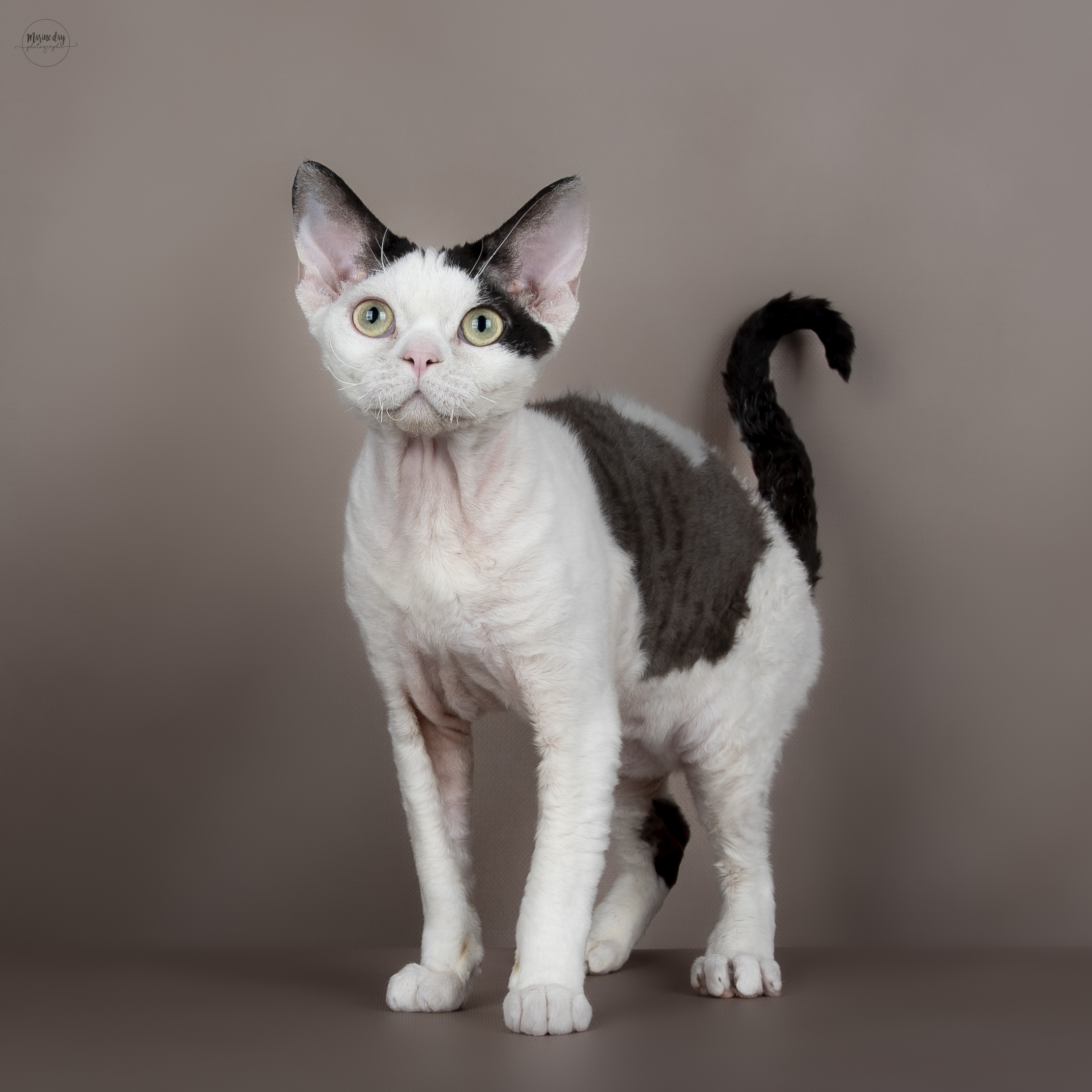 Underwater Treasure Tilikum du Kepout