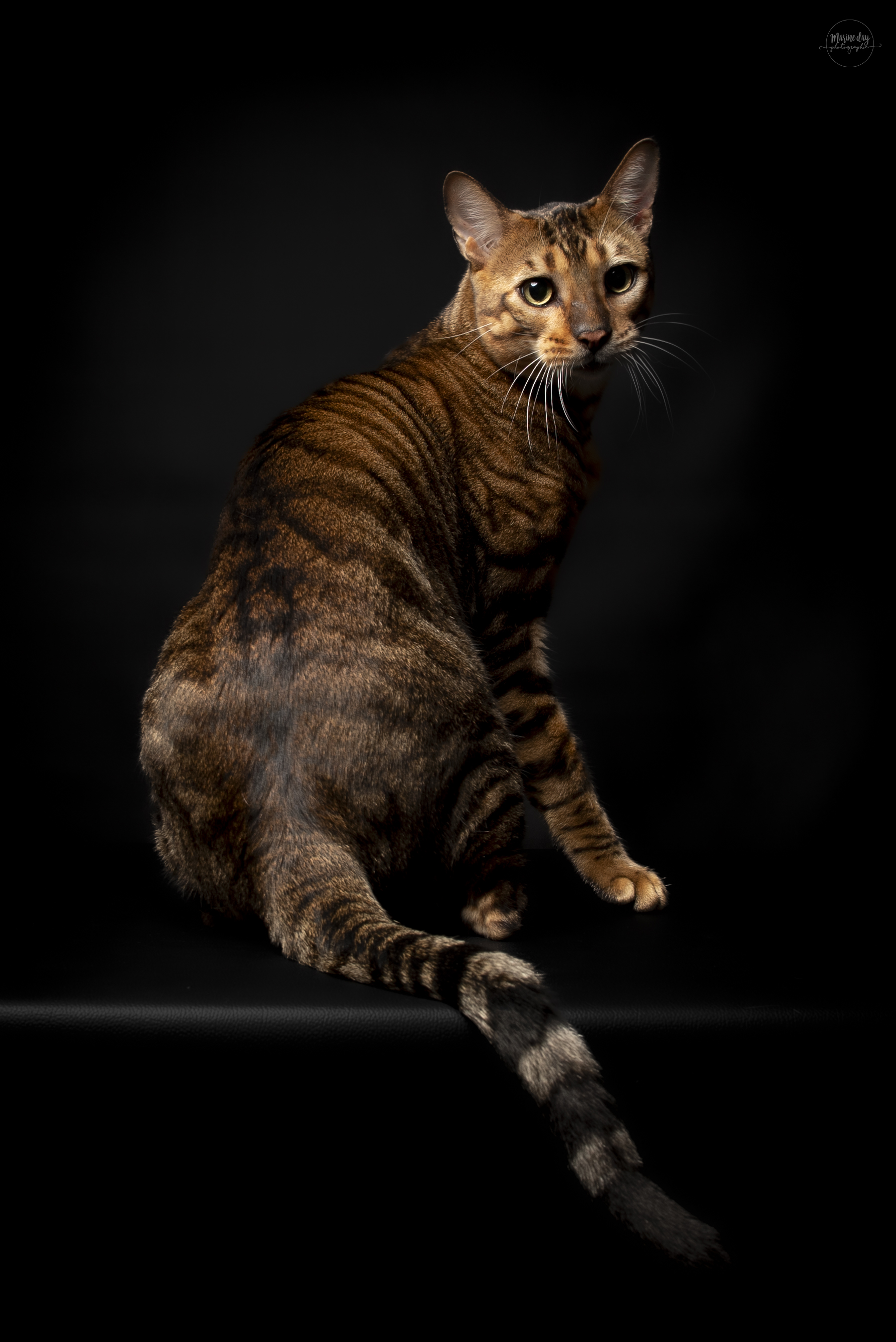 Master, WCH. Titus de la Hillane