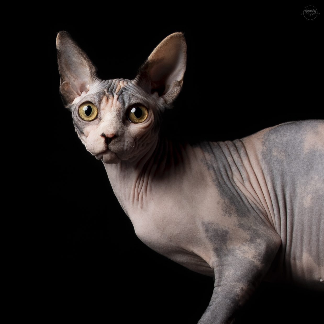 Winnipeg D'iquitos*BE