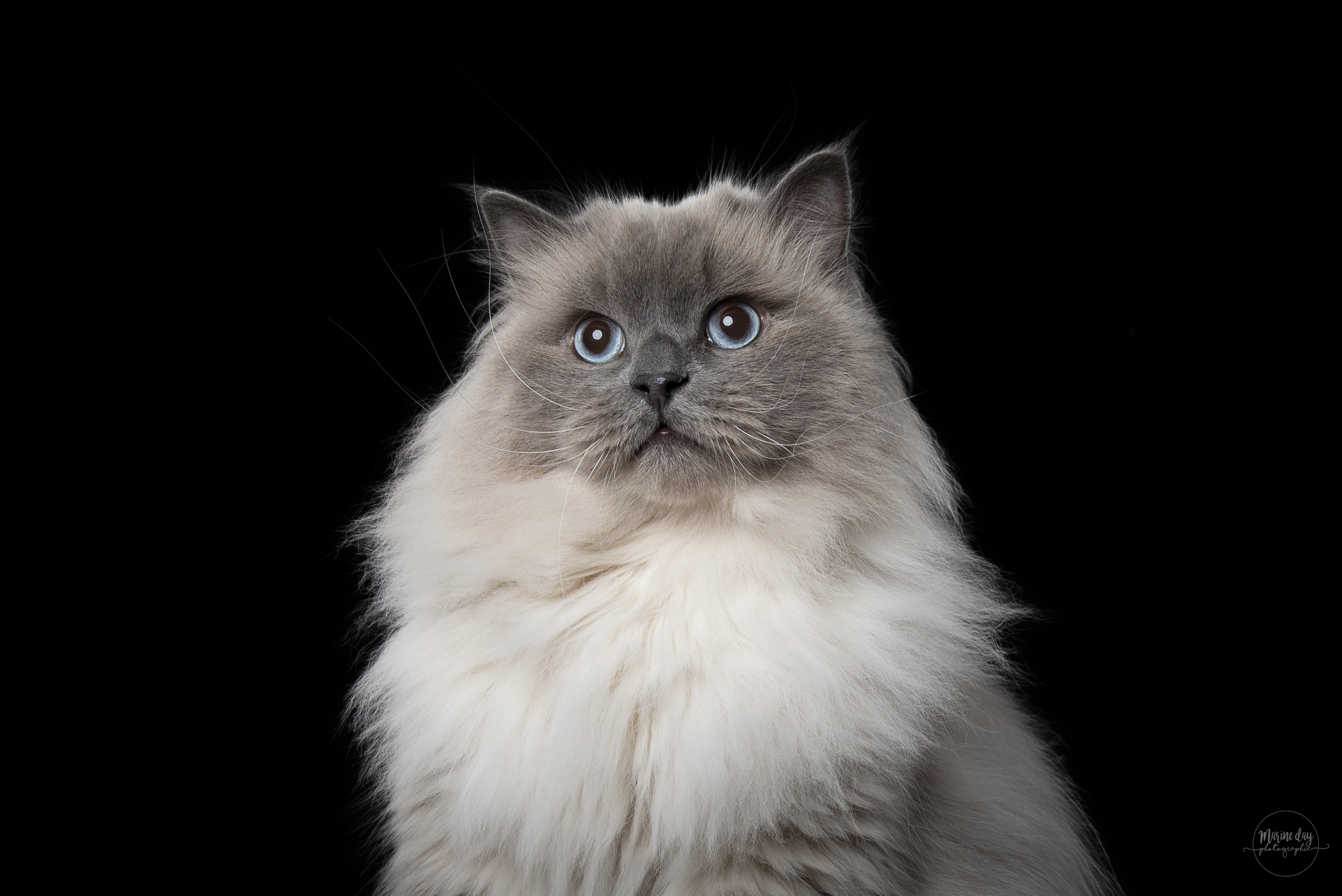 Frost Moonlight Shadow