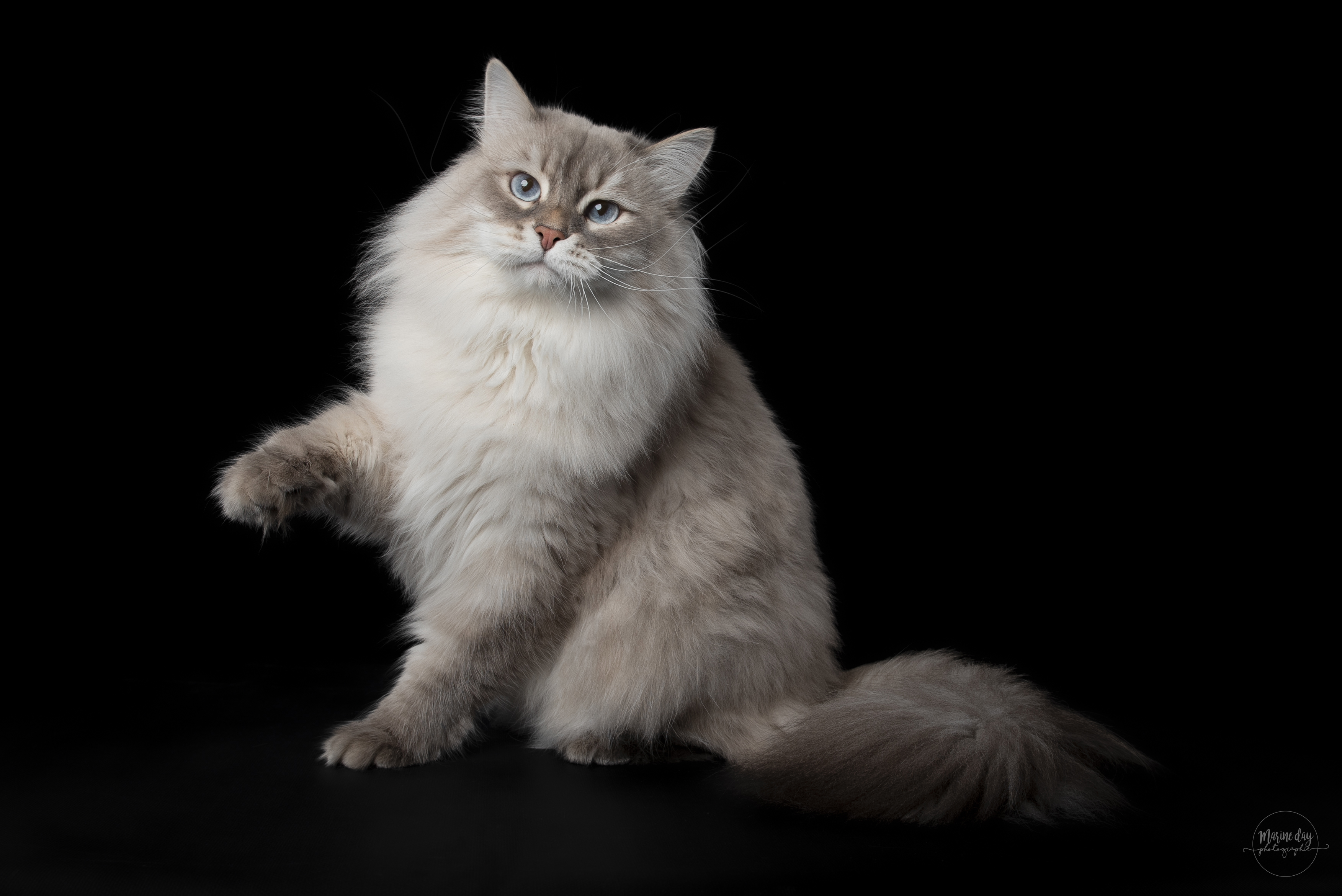 Yoshi Winter Symphony