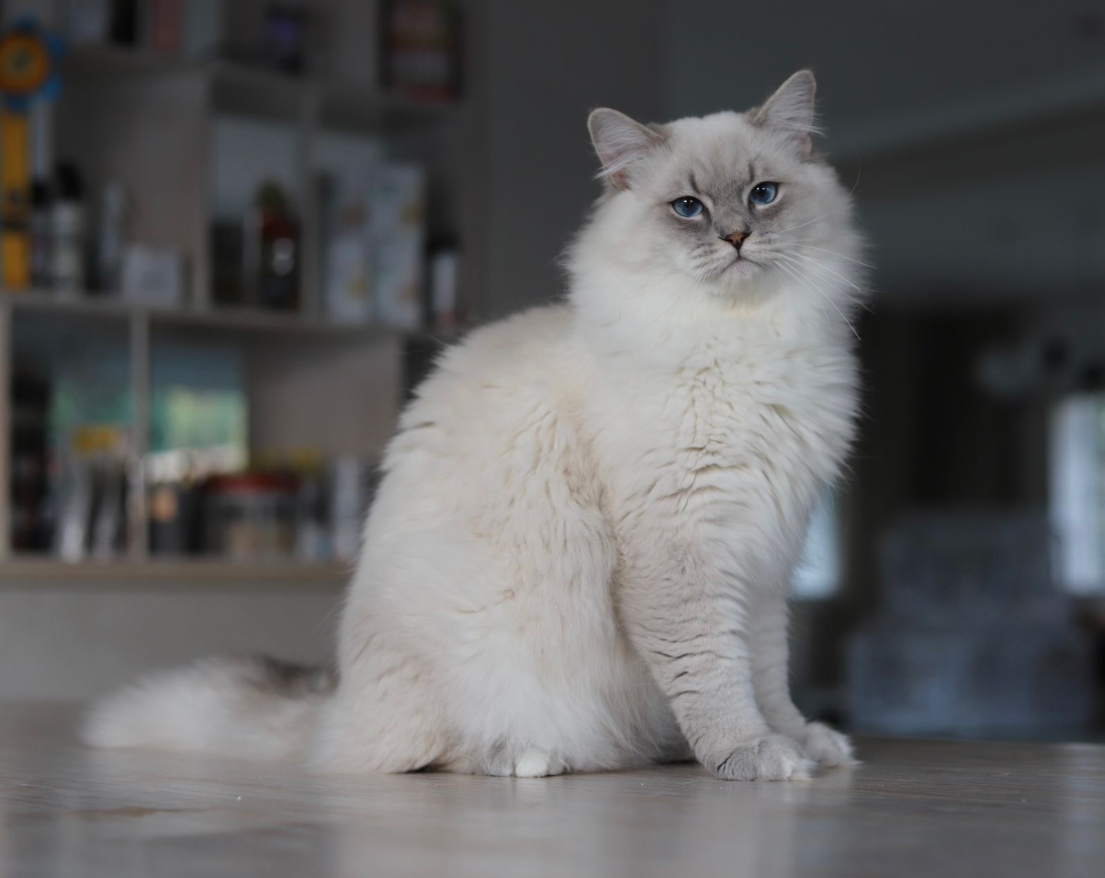 Ch. Graf Balavi de Siberia