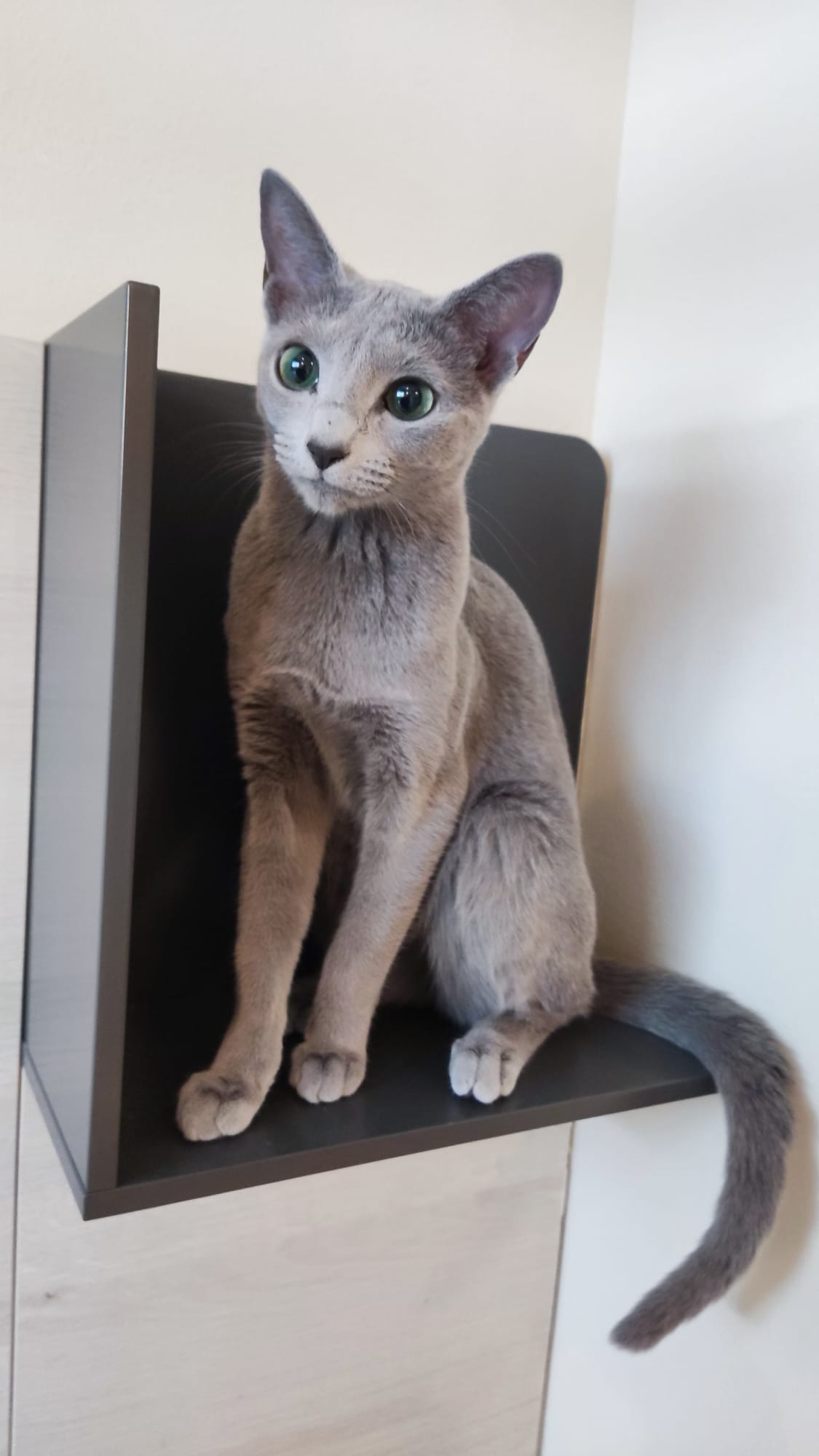 Nami Azul de Amur *ES