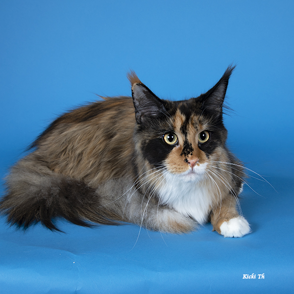 WCH. SE*Nilegardens Edith