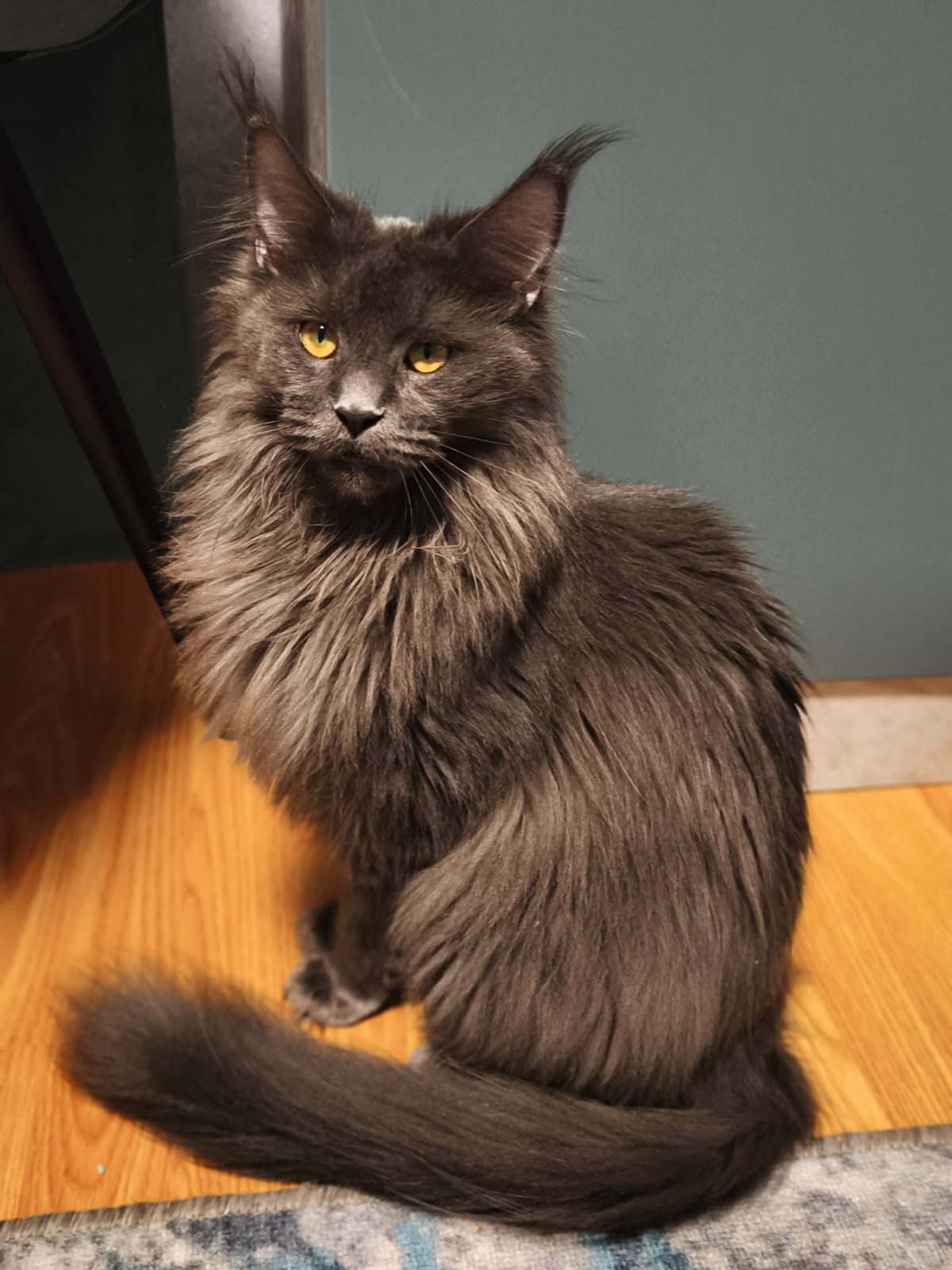 Mishel The Union of Good Cat