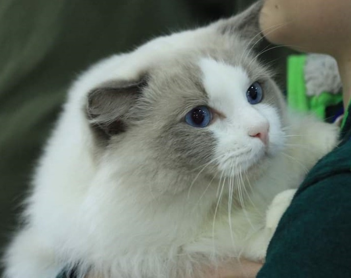 ECH. Armel Quo Vadis De Arina's Ragnia