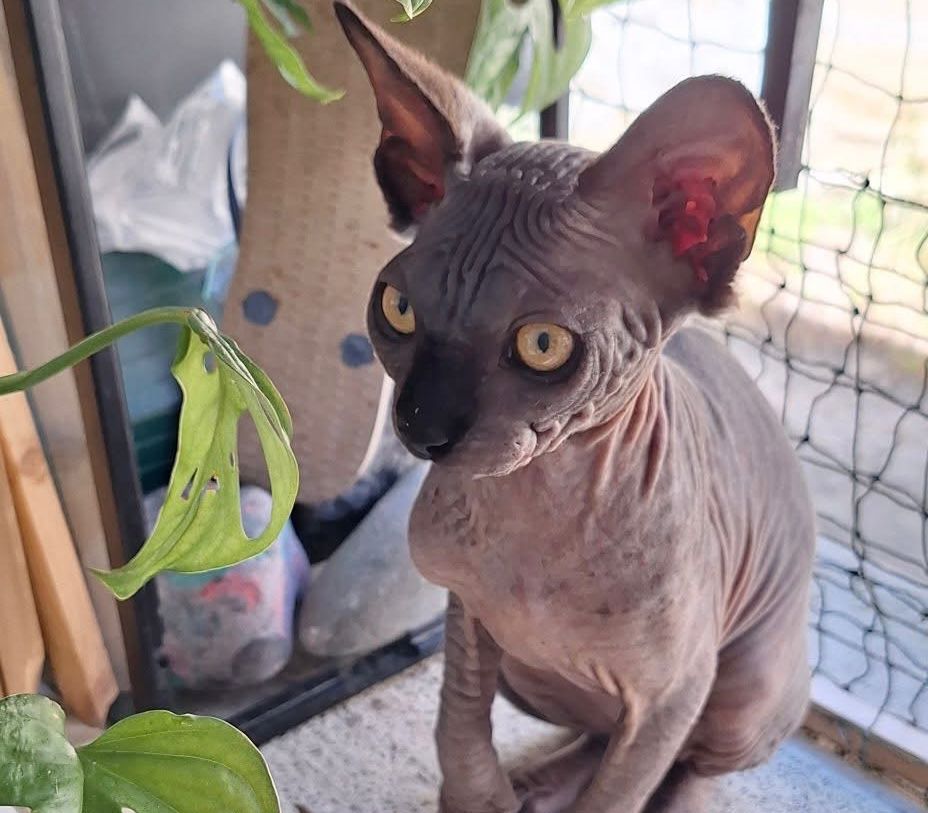 Arkana du soleil rouge