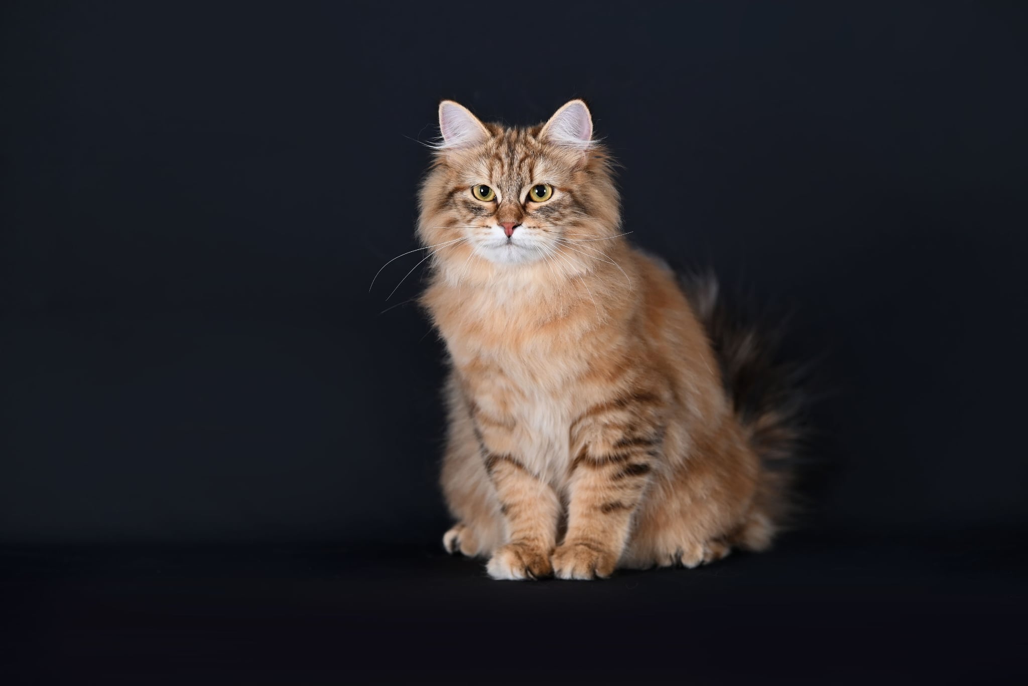 CH. Xiana Cat's Wine