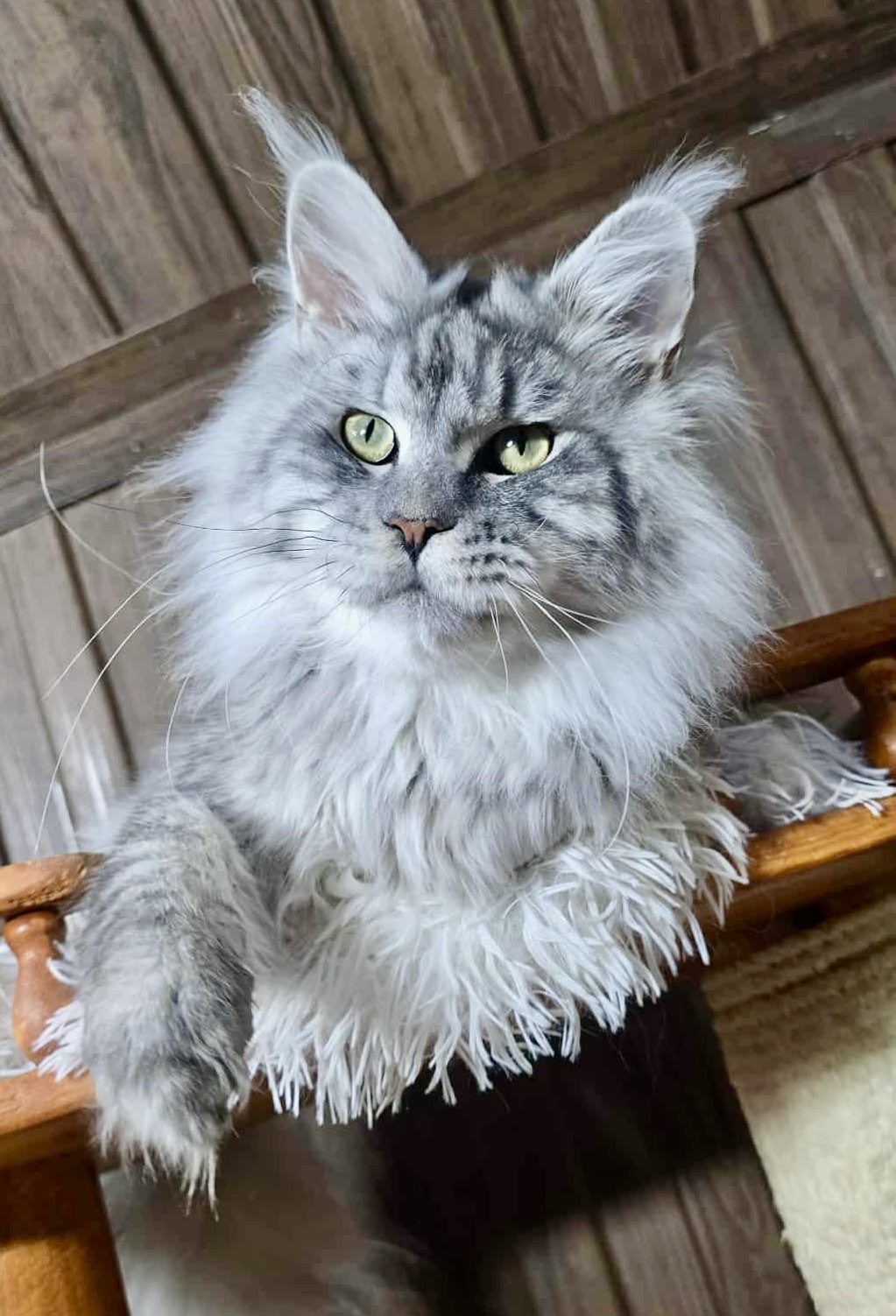 NIKOLAY AKELLALEADER