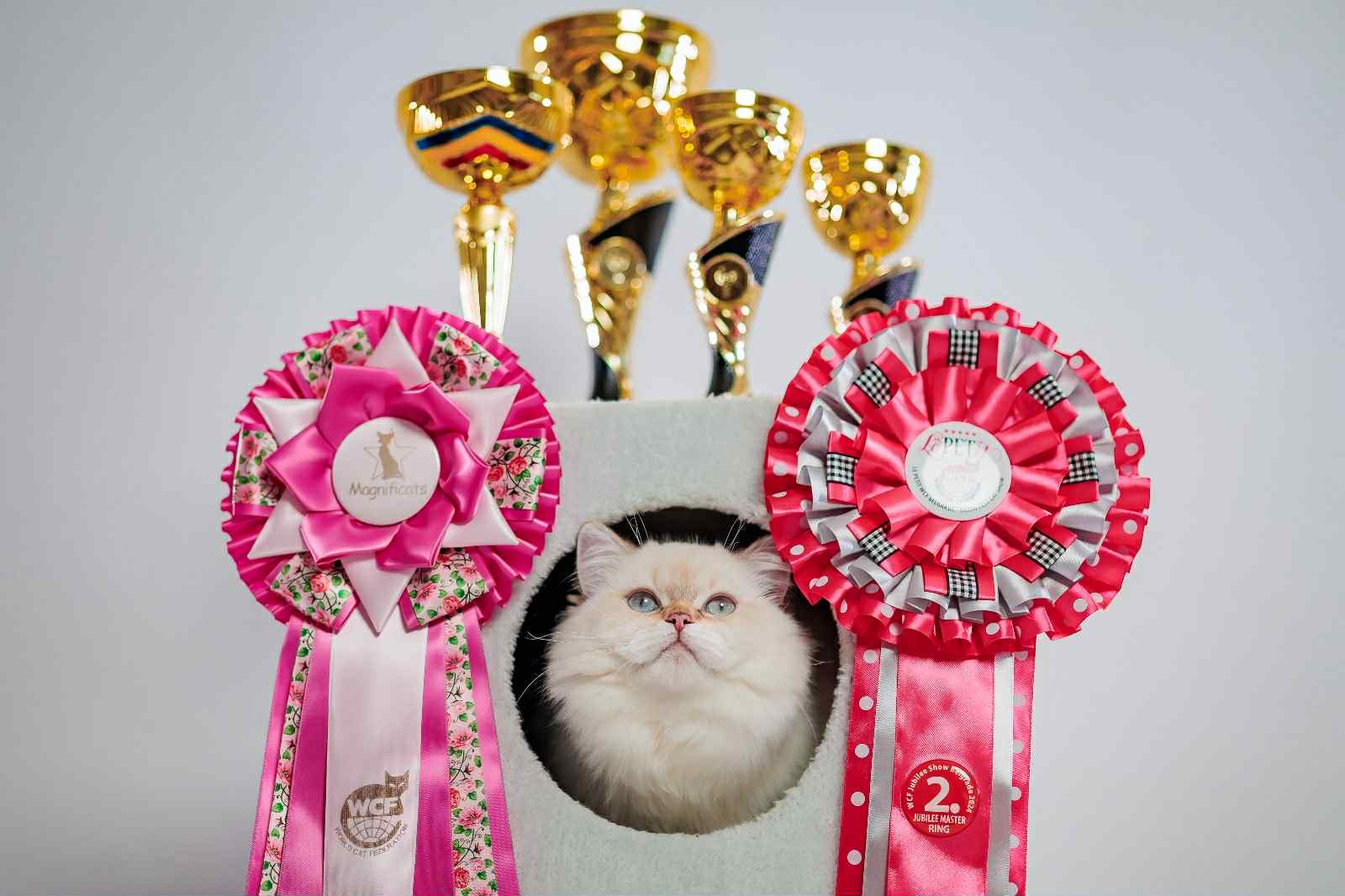 ICH. Pearl Bossy Power