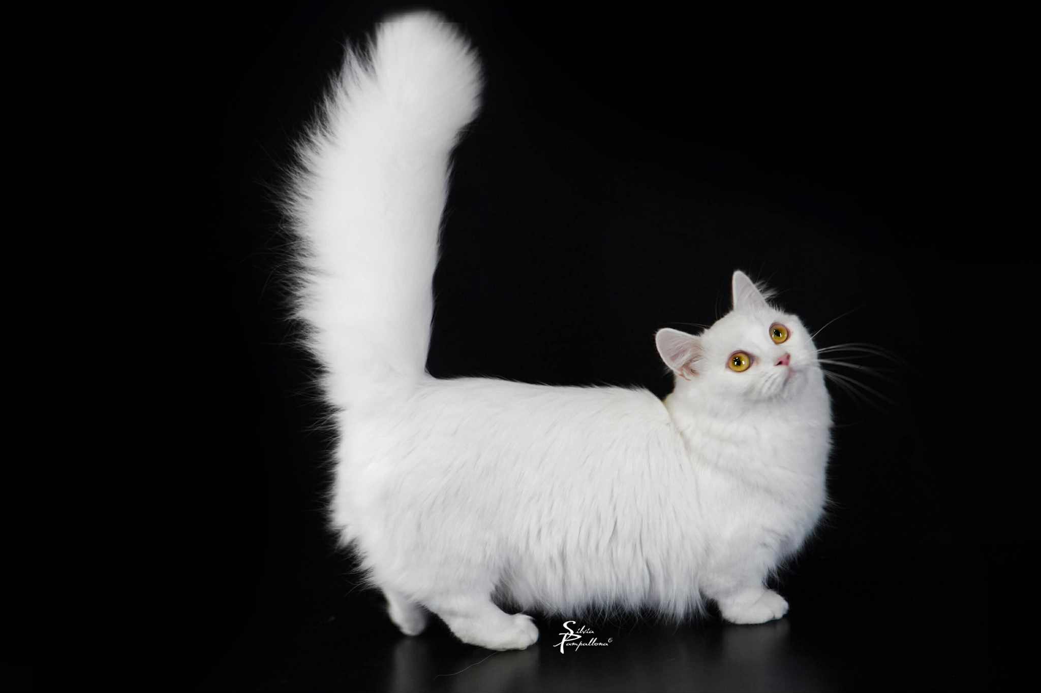 Kewpie Latifa of Il Tempio di Bastet