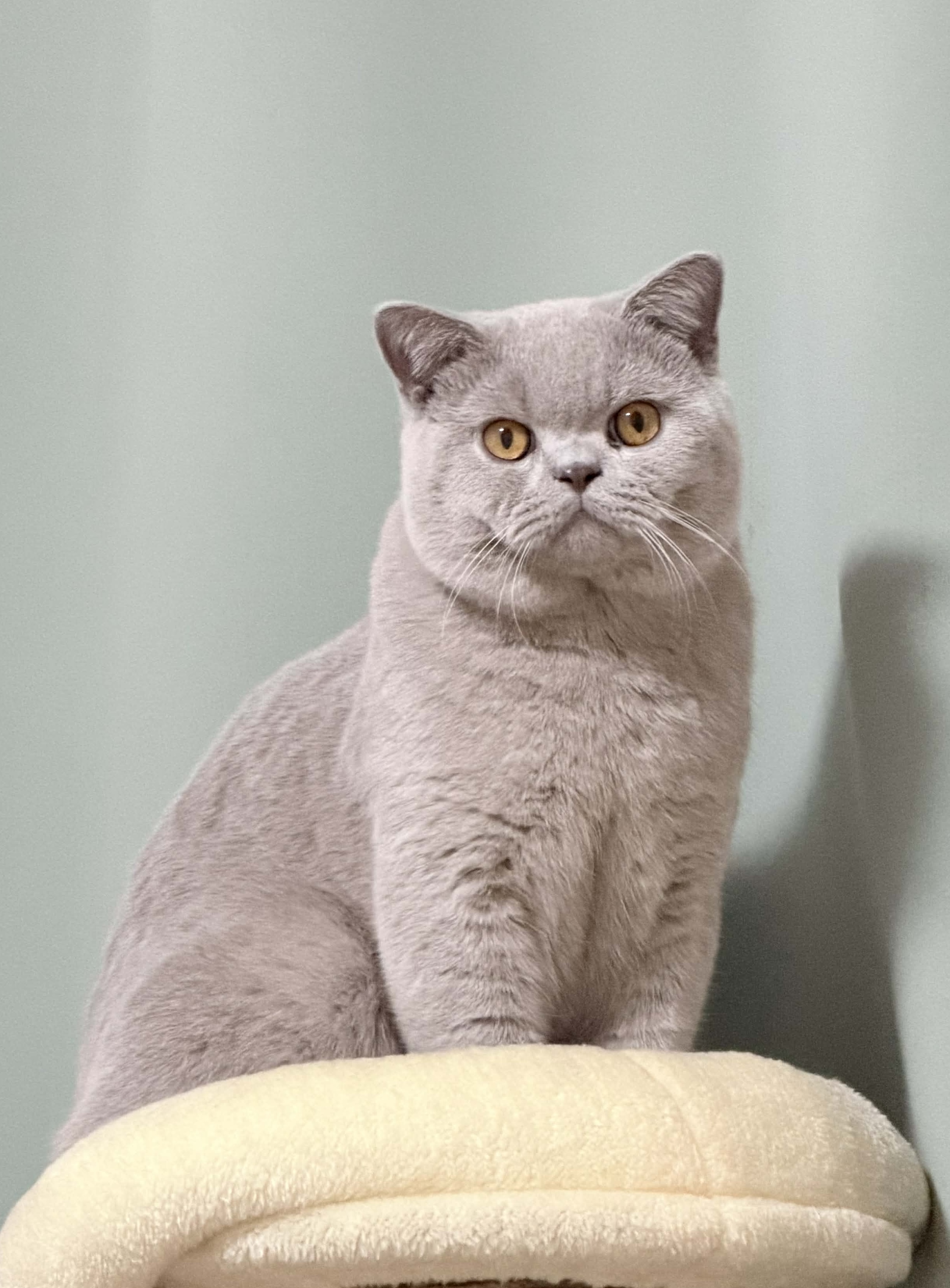 KCH. Gojo “Ashborn” of Jerubi