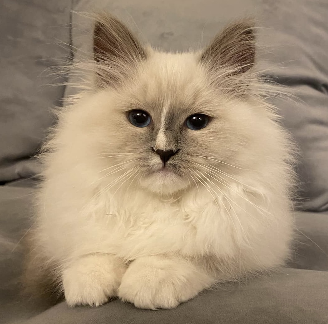 Aferka Biała Radość*PL