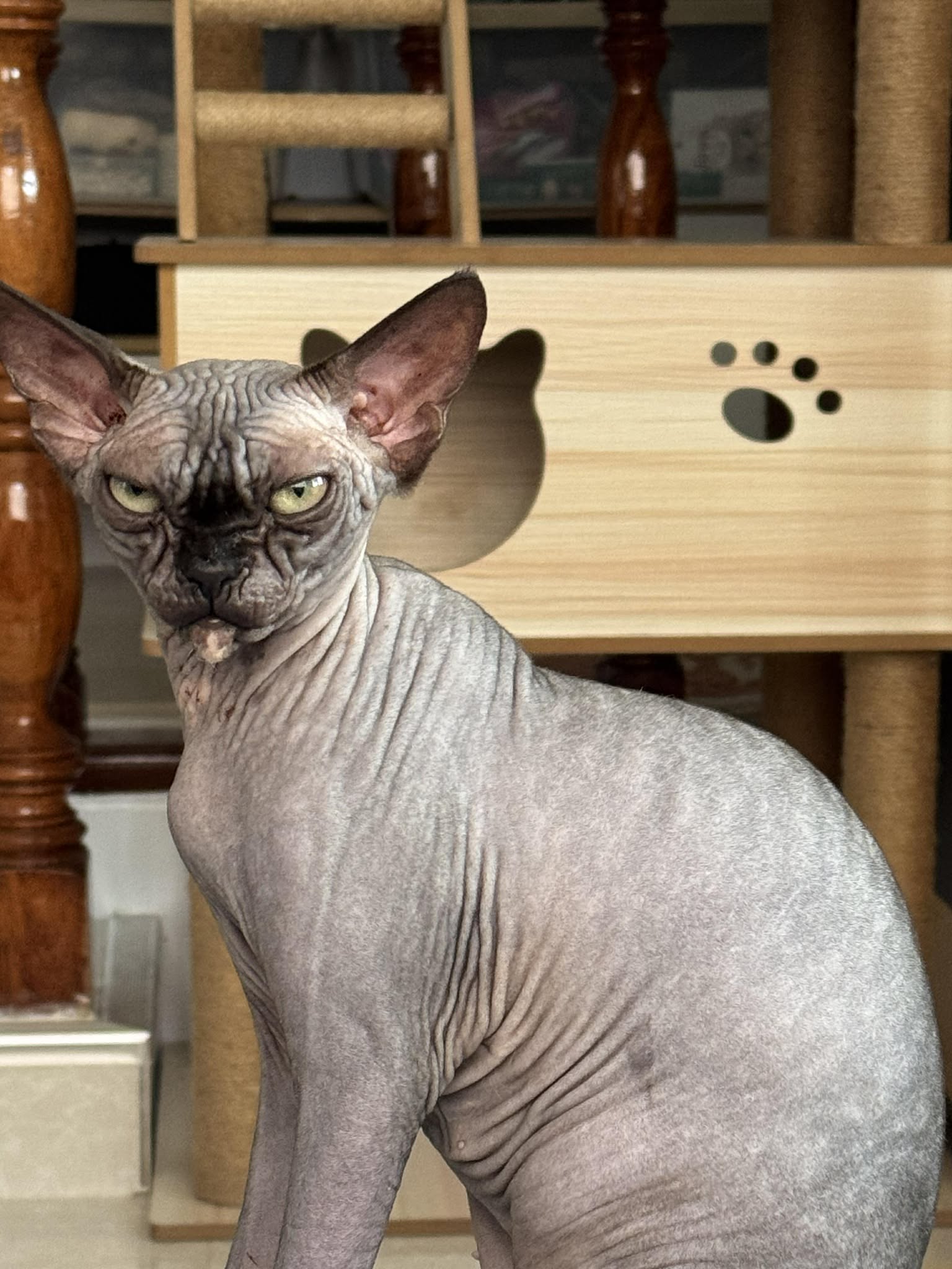 Mea Culpa Karafuto Victory