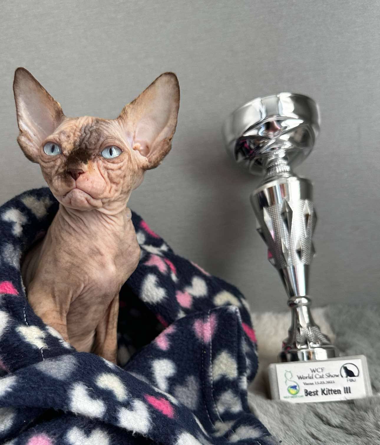 Vice-Versa JOSERY DENL MINT