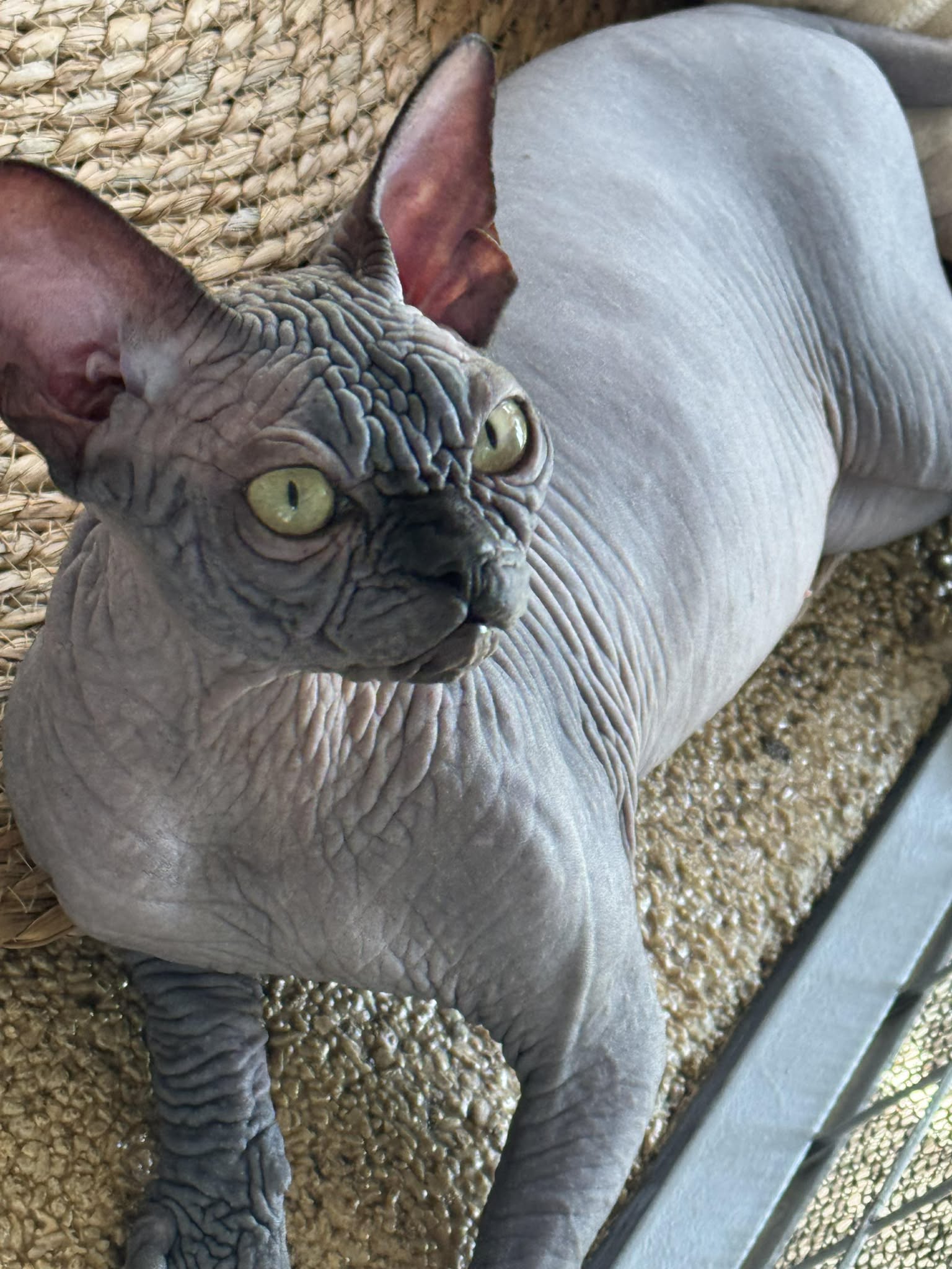 Black Devil Clover Cupcake