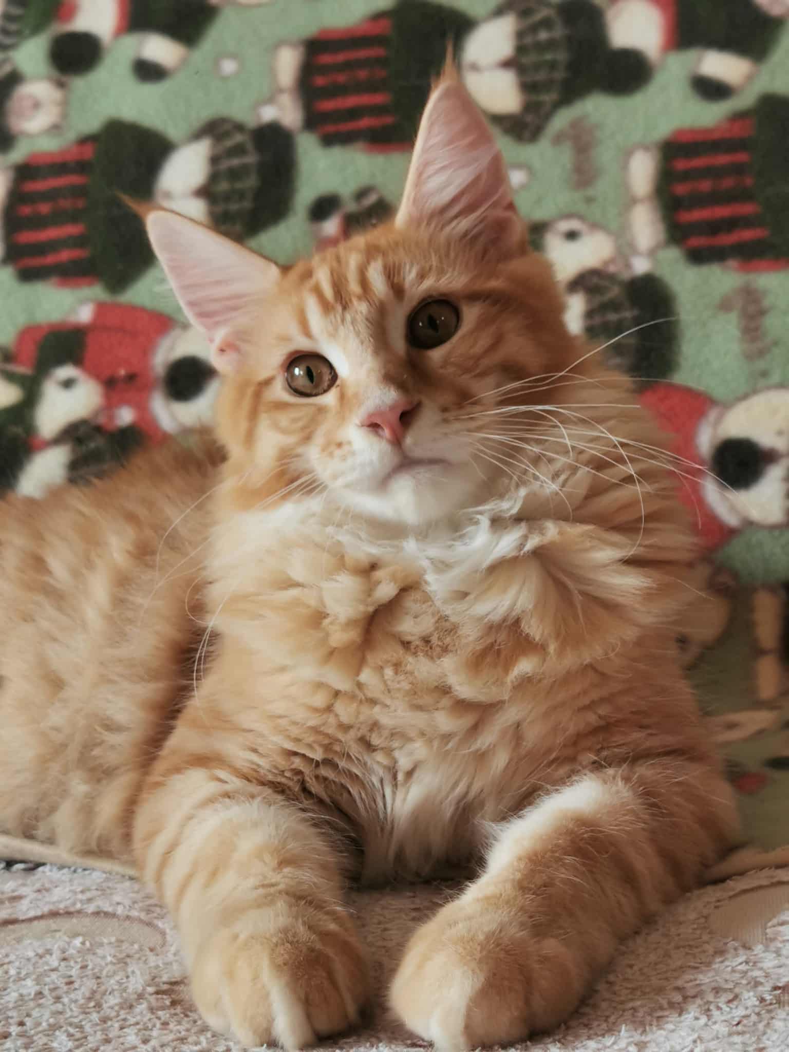 Rose Opal Cattery Artúr