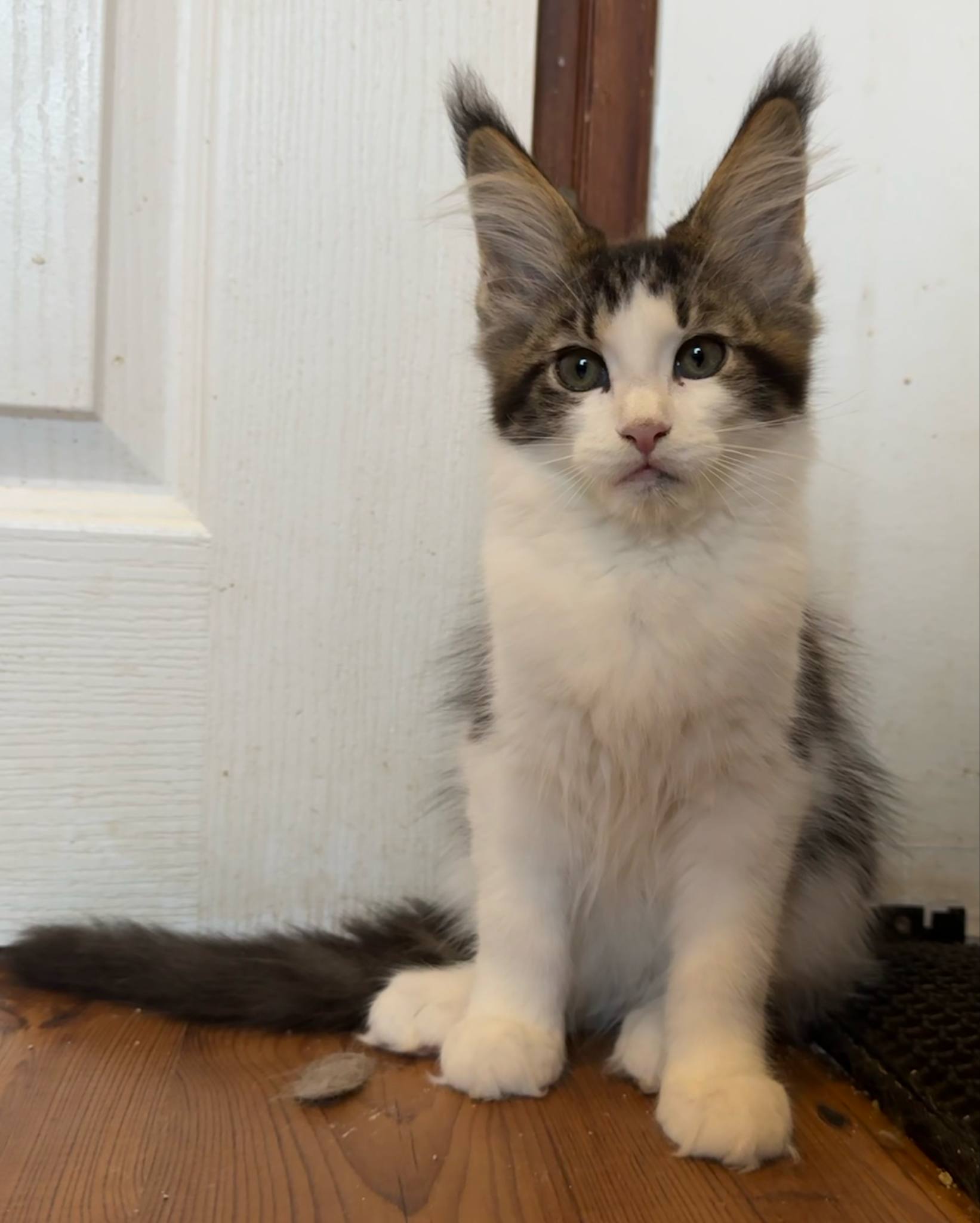 M.Violetta’s Coons Xayden