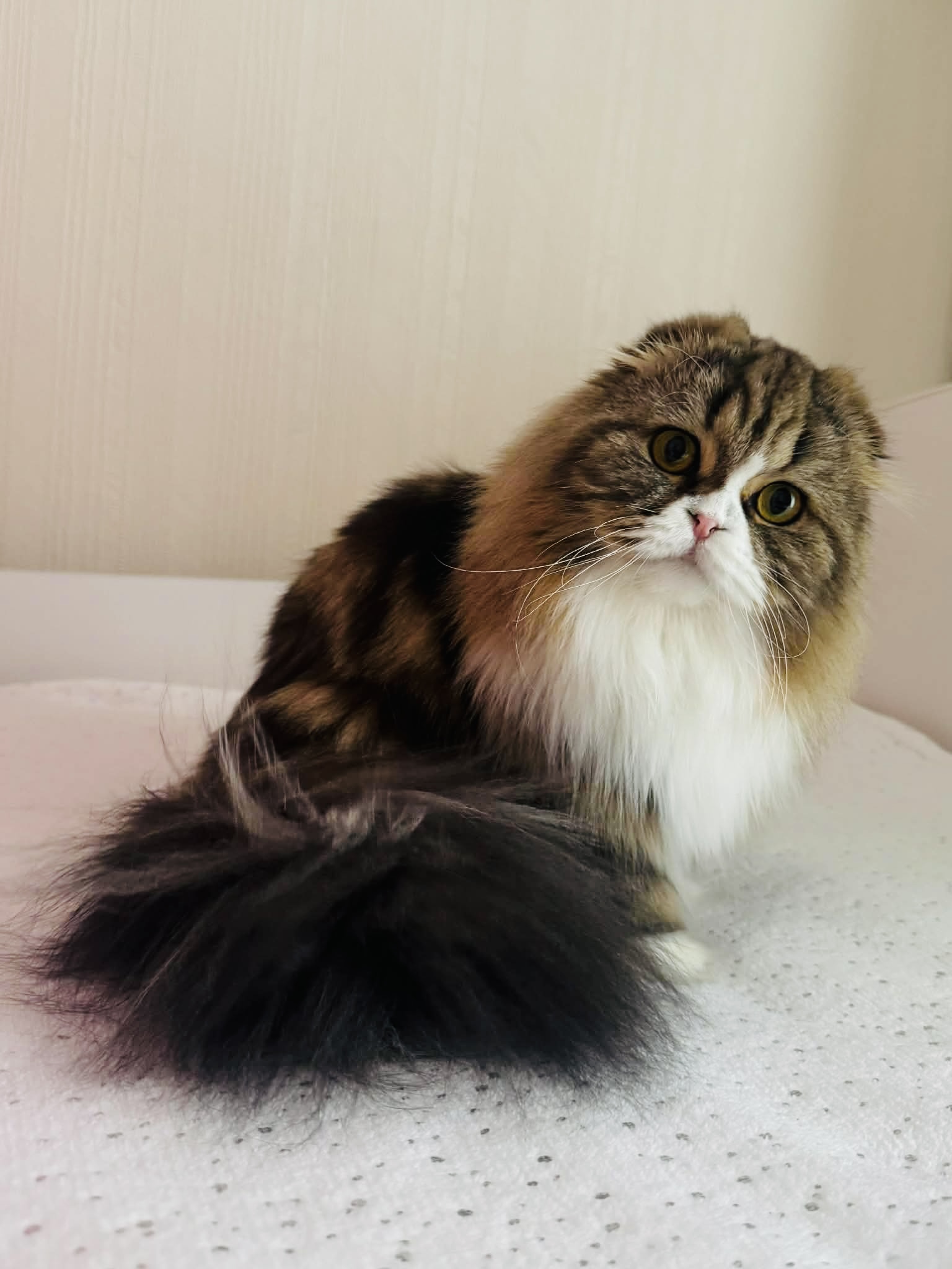 CH. Warwara Laazarev’s Luxury