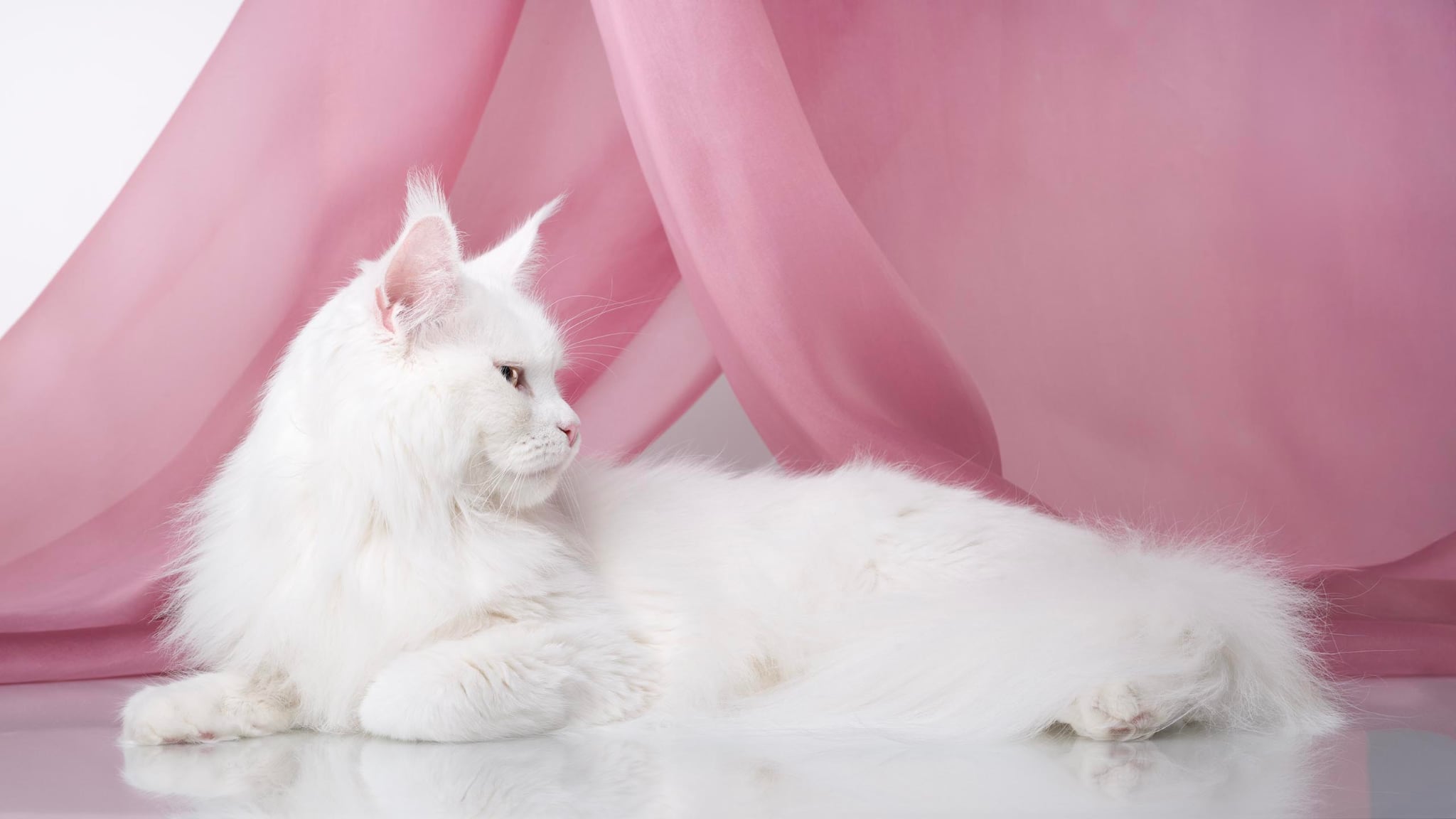 GICH. Cavallaro Dream's Kitty