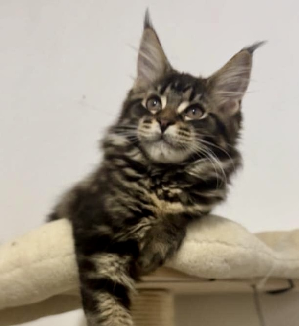 Andema Star Faelia Flame