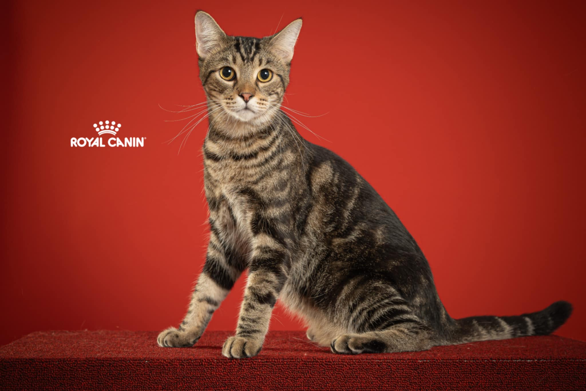 Lord Freddie of Beati Blue Crisp