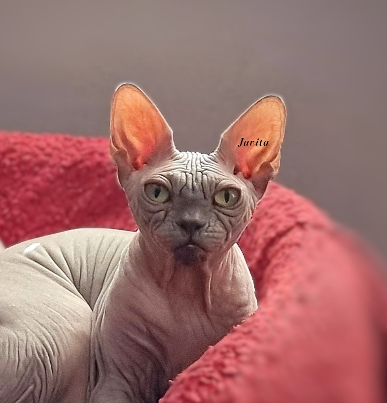 CH. Sheila Geisha Kemetya