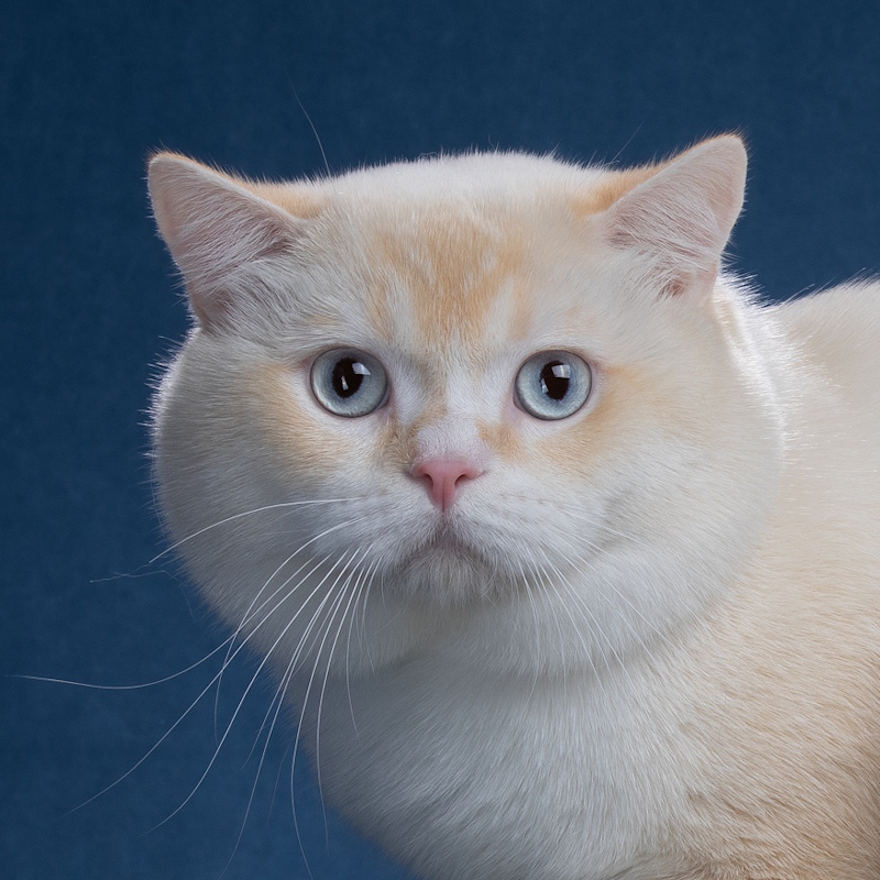 Cortes Camillion Line