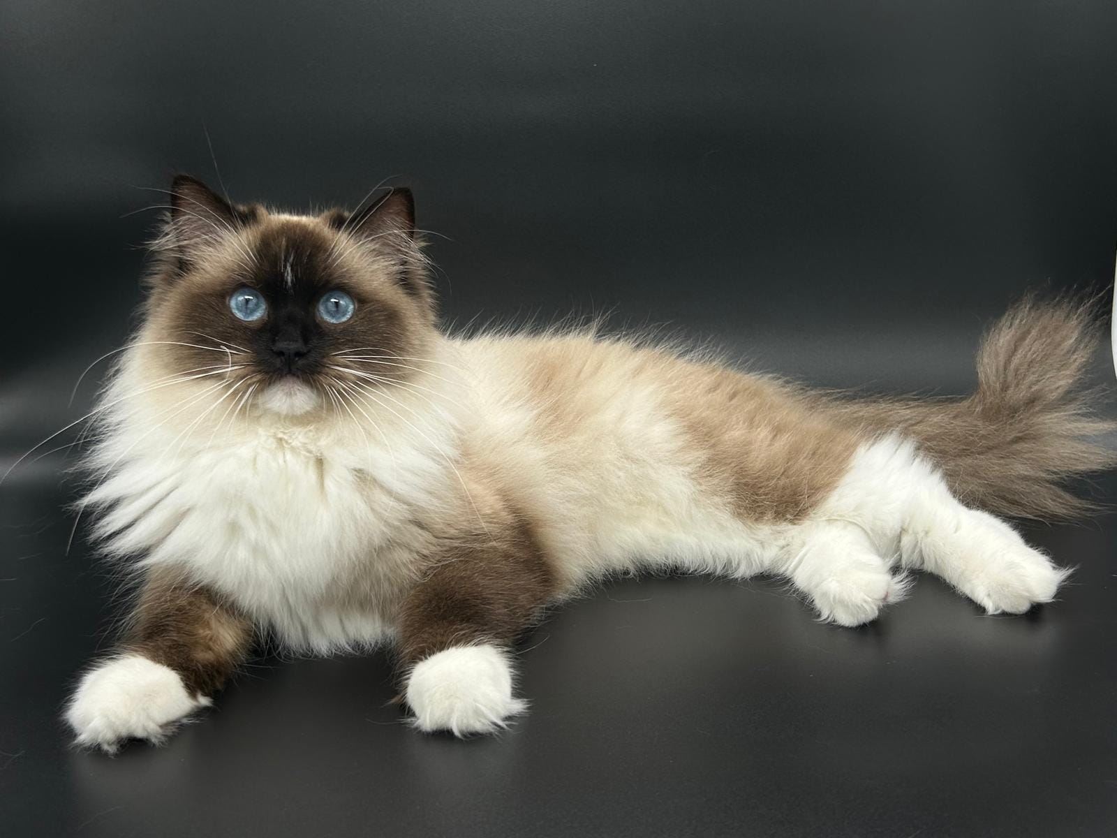 ECH. Beyonce La Sombre Arina's Ragnia