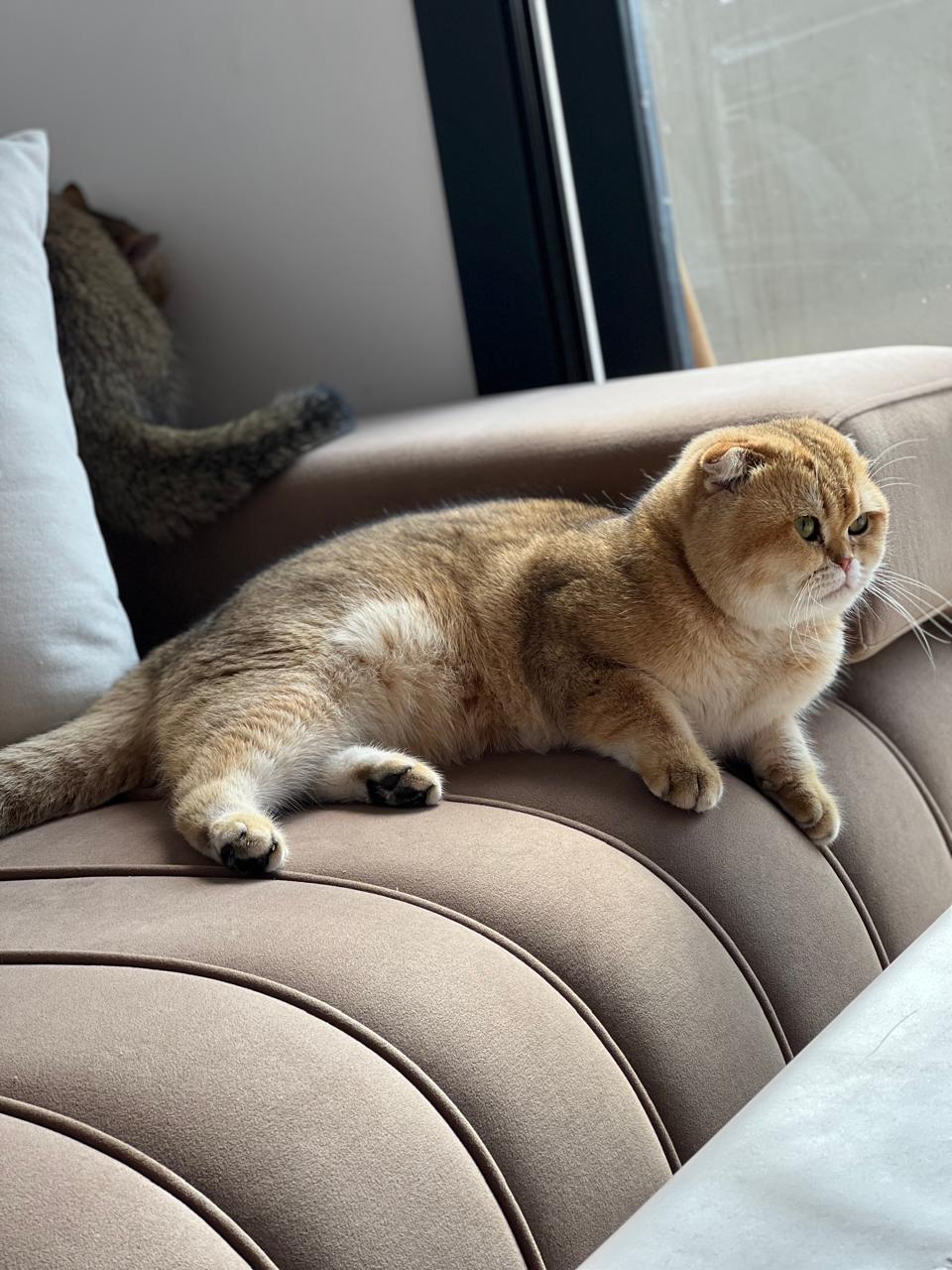 Umar of Vale Mountain Got Premium