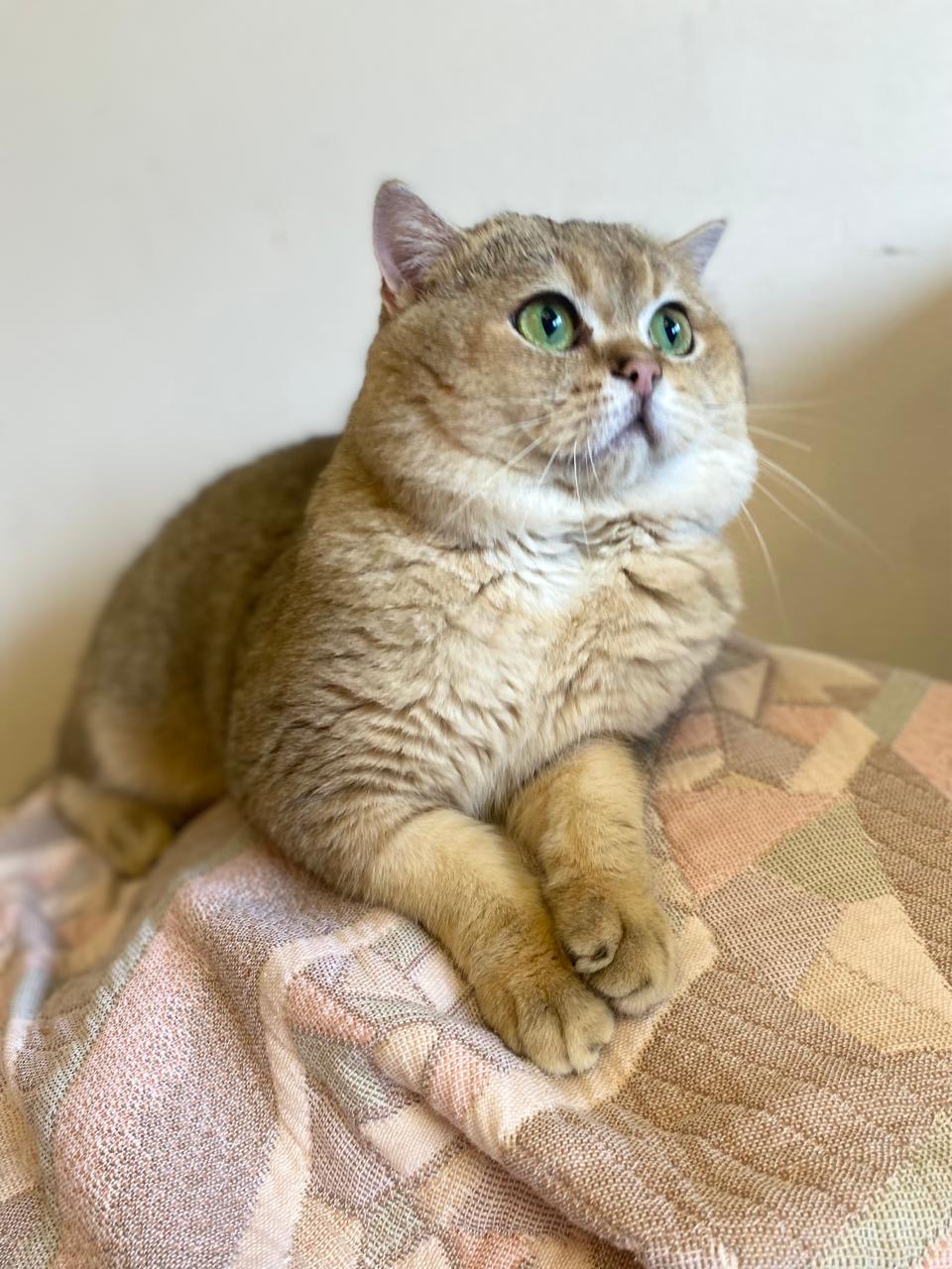 CH Simba le Monde de Céline