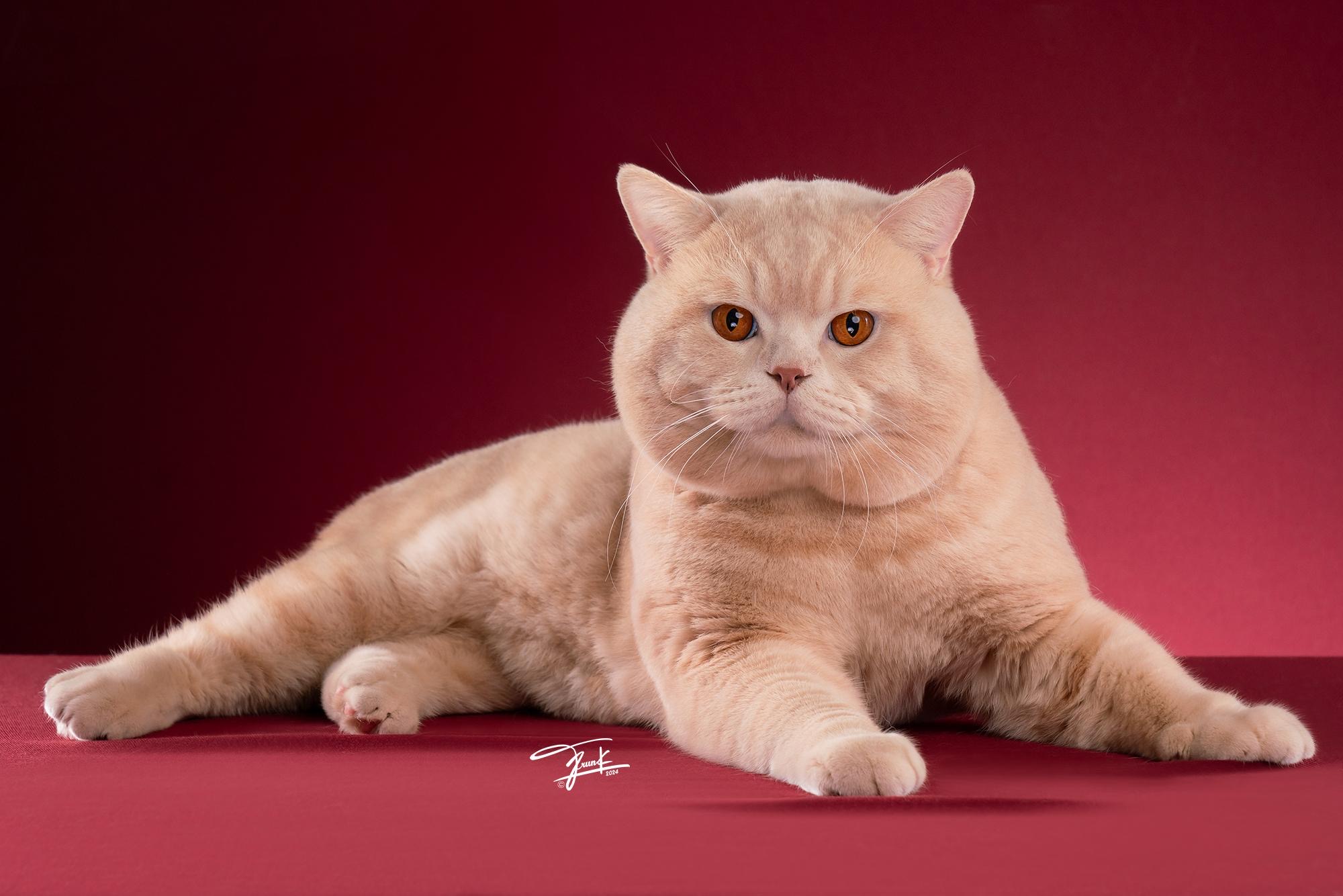 Double Master, WCH. 1st NW'24.C'Za Solid Kingdom of Habisya