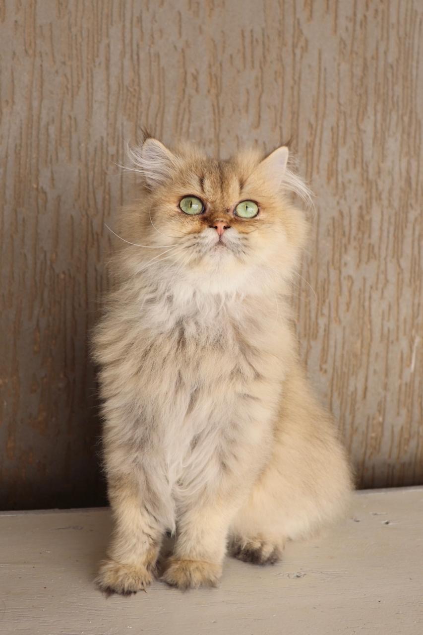 Ch. Kinder Joyaux du Maghreb