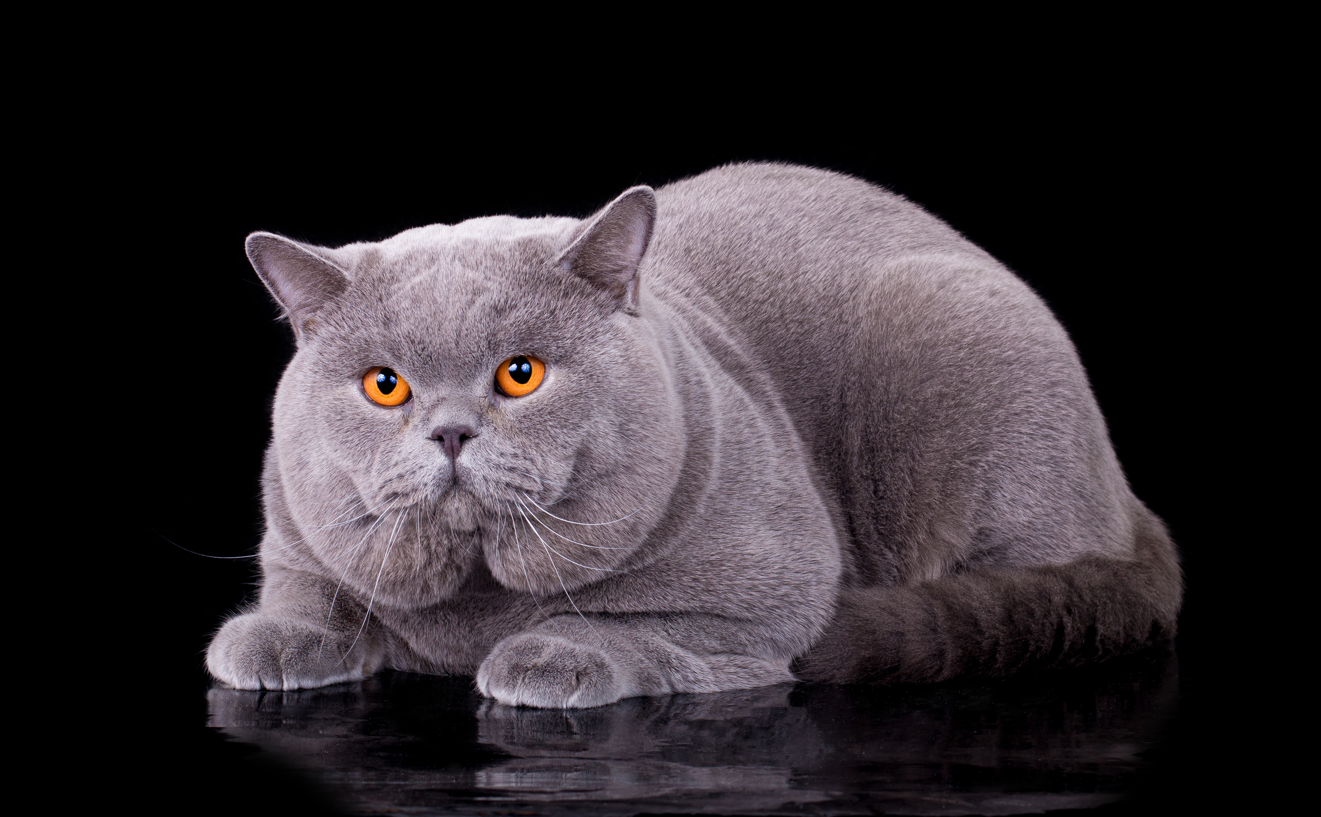 GECH. Neptune Silvery Snow
