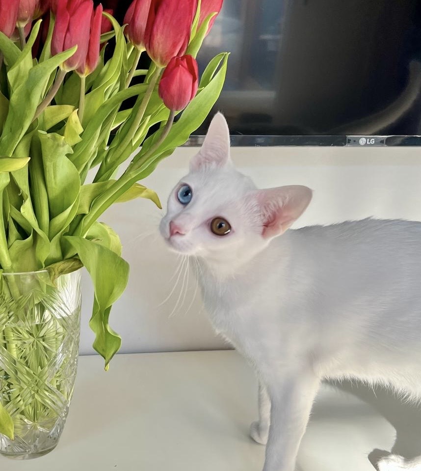CH. DiamondEyes BIJOU